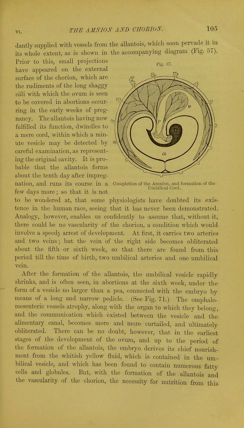 Completion of the Amnion, and formation of the Umbilical Cord. dantly supplied with vessels from the allantois, which soon pervade it in its whole extent, as is shewn in the accompanying diagram (Fig. 57). Prior to this, small projections Fig 57 have appeared on the external surface of the chorion, which are the rudiments of the long shaggy villi with which the ovum is seen to be covered in abortions occur- ring in the early weeks of preg- nancy. The allantois having now fulfilled its function, dwindles to a mere cord, within which a min- ute vesicle may be detected by careful examination, as represent- ing the original cavity. It is pro- bable that the allantois forms about the tenth day after impreg- nation, and runs its course in a few days more; so that it is not to be wondered at, that some physiologists have doubted its exis- tence in the human race, seeing that it has never been demonstrated. Analogy, however, enables us confidently to assume that, without it, there could be no vascularity of the chorion, a condition which would involve a speedj arrest of development. At first, it carries two arteries and two veins; but the vein of the right side becomes obliterated about the fifth or sixth week, so that there are found from this period till the time of birth, two umbilical arteries and one umbilical vein. After the formation of the allantois, the umbilical vesicle rapidly shrinks, and is often seen, in abortions at the sixth week, under the form of a vesicle no larger than a pea, connected with the embryo by means of a long and narrow pedicle. (See Fig. 71.) The omphalo- mesenteric vessels atrophy, along with the organ to which they belong, and the communication which existed between the vesicle and the alimentary canal, becomes more and more curtailed, and ultimately obliterated. There can be no doubt, however, that in the earliest stages of the development of the ovum, and up to the period of the formation of the allantois, the embryo derives its chief nourish- ment from the whitish yellow fluid, which is contained in the um- bilical vesicle, and which has been found to contain numerous fatty cells and globules. But, with the formation of the allantois and the vascularity of the chorion, the necessity for nutrition from this