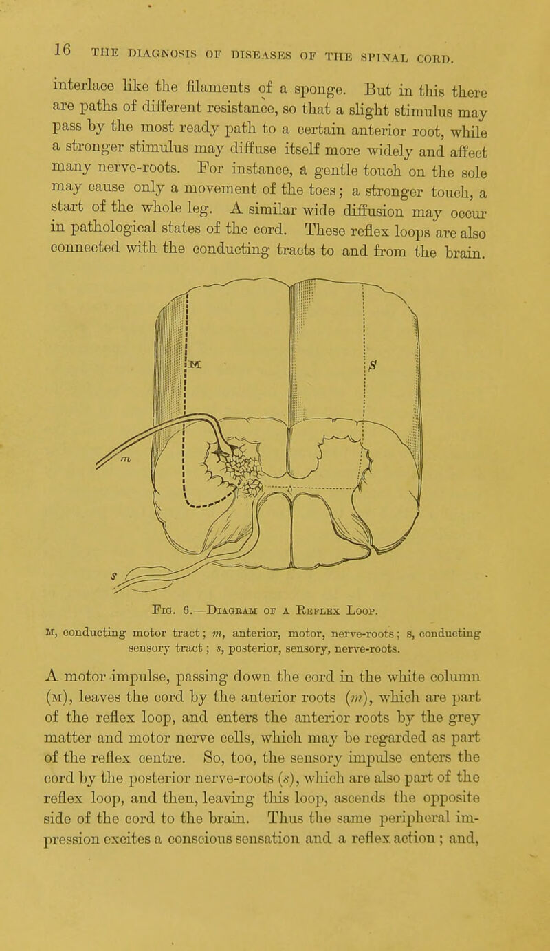 interlace like the filaments of a sponge. But in tliis there are paths of dilferent resistance, so that a slight stimulus may pass by the most ready path to a certain anterior root, while a stronger stimulus may difPuse itself more widely and afPect many nerve-roots. For instance, a gentle touch on the sole may cause only a movement of the toes; a stronger touch, a start of the whole leg. A similar wide diffusion may occur in pathological states of the cord. These reflex loops are also connected with the conducting tracts to and from the brain. Fig. 6.—Diageam of a Reflex Loop. M, conducting motor tract; m, anterior, motor, nerve-roots; 8, conducting sensory tract; s, posterior, sensory, nerve-roots. A motor impulse, passing down the cord in the white column (m), leaves the cord by the anterior roots (/»), which are part of the reflex loop, and enters the anterior roots by the grey matter and motor nerve cells, which may be regarded as part of the reflex centre. So, too, the sensory impidse enters the cord by the posterior nerve-roots (s), which are also part of the reflex loop, and then, leaving this loop, ascends the opposite side of the cord to the brain. Thus the same peripheral im- pression excites a conscious sensation and a reflex action; and.
