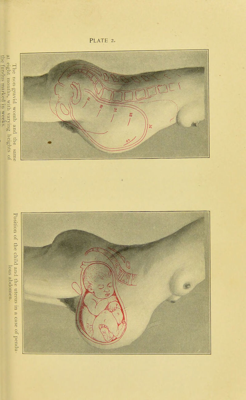 PLATE 2.