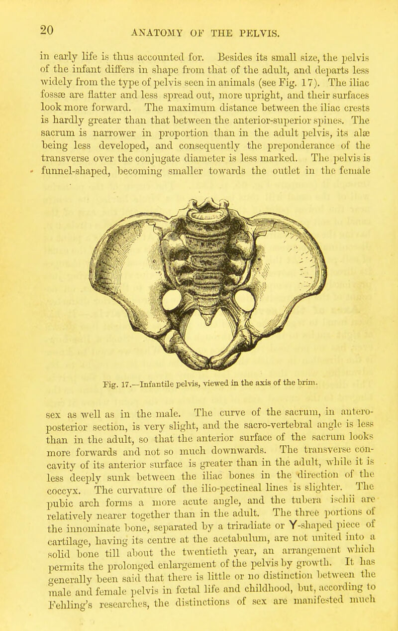 in early life is thus accounted for. Besides its small size, the pelvis of the infant differs in shape from that of the adult, and departs less widely from the type of pelvis seen in animals (see Fig. 17). The iliac fossa? are flatter and less spread out, more upright, and their surfaces look more forward. The maximum distance hetween the iliac crests is hardly greater than that hetween the anterior-superior spines. The sacrum is narrower in proportion than in the adult pelvis, its alse heing less developed, and consequently the preponderance of the transverse over the conjugate diameter is less marked. The pelvis is - funnel-shaped, becoming smaller towards the outlet in the female Fig. 17.—Infantile pelvis, viewed in the axis of the brim. sex as well as in the male. The curve of the sacrum, in antero- posterior section, is very slight, and the sacro-vertehral angle is less than in the adult, so that the anterior surface of the sacrum looks more forwards and not so much downwards. The transverse con- cavity of its anterior surface is greater than in the adult, while it is less deeply sunk between the iliac bones in the direction of the coccyx. The curvature of the ilio-pectineal lines is slighter. The pubic arch forms a more acute angle, and the tubera ischii are relatively nearer together than in the adult. The three portions of the innominate bone, separated by a triradiate or Y-shaped piece of cartilage, having its centre at the acetabulum, are not united into a solid bone till about the twentieth year, an arrangement which permits the prolonged enlargement of the pelvis by growth. It has generally been said that there is little or no distinction between the male and female pelvis in foetal life and childhood, but, according to Fehlina's researches, the distinctions of sex are mamlcsted much