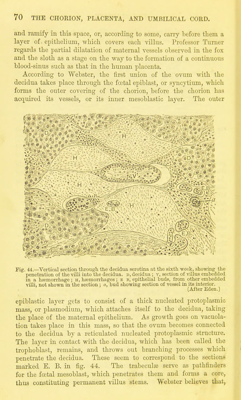 and ramify in this space, or, according to some, carry before them a layer of. epithelium, which covers each villus. Professor Turner regards the partial dilatation of maternal vessels ohserved in the fox and the sloth as a stage on the way to the formation of a continuous blood-sinus such as that in the human placenta. According to Webster, the first union of the ovum ^dth the decidua takes place through the fostal epiblast, or syncytium, which forms the outer covering of the chorion, before the chorion has acquired its vessels, or its inner mesoblastic layer. The outer V.,. Kg. 44.—Vertical section througli tlie decidua serotina at the sixth week, showing the penetration of the villi into the decidua. d, decidua; v, section of villus embedded in a haemorrhage ; h, heemorrhages ; b b, epithelial buds, from other embedded villi, not shown in the section: a, bud showing section of vessel in its interior. ' . , D (After Eden.) epiblastic layer gets to consist of a thick nucleated protoplasmic mass, or plasmodium, which attaches itseK to the decidua, taking the place of the maternal epithelium. As growth goes on vacuola- tion takes place in this mass, so that the ovum becomes connected to the decidua by a reticulated nucleated protoplasmic structure. The layer ia contact with the decidua, which has been called the trophoblast, remains, and throws oiit branching processes which penetrate the decidua. These seem to correspond to the sections marked E. B. in fig. 44. The trabeculse serve as pathfinders for the foetal mesoblast, which penetrates them and forms a core, thus constituting permanent villus stems. Webster believes that,