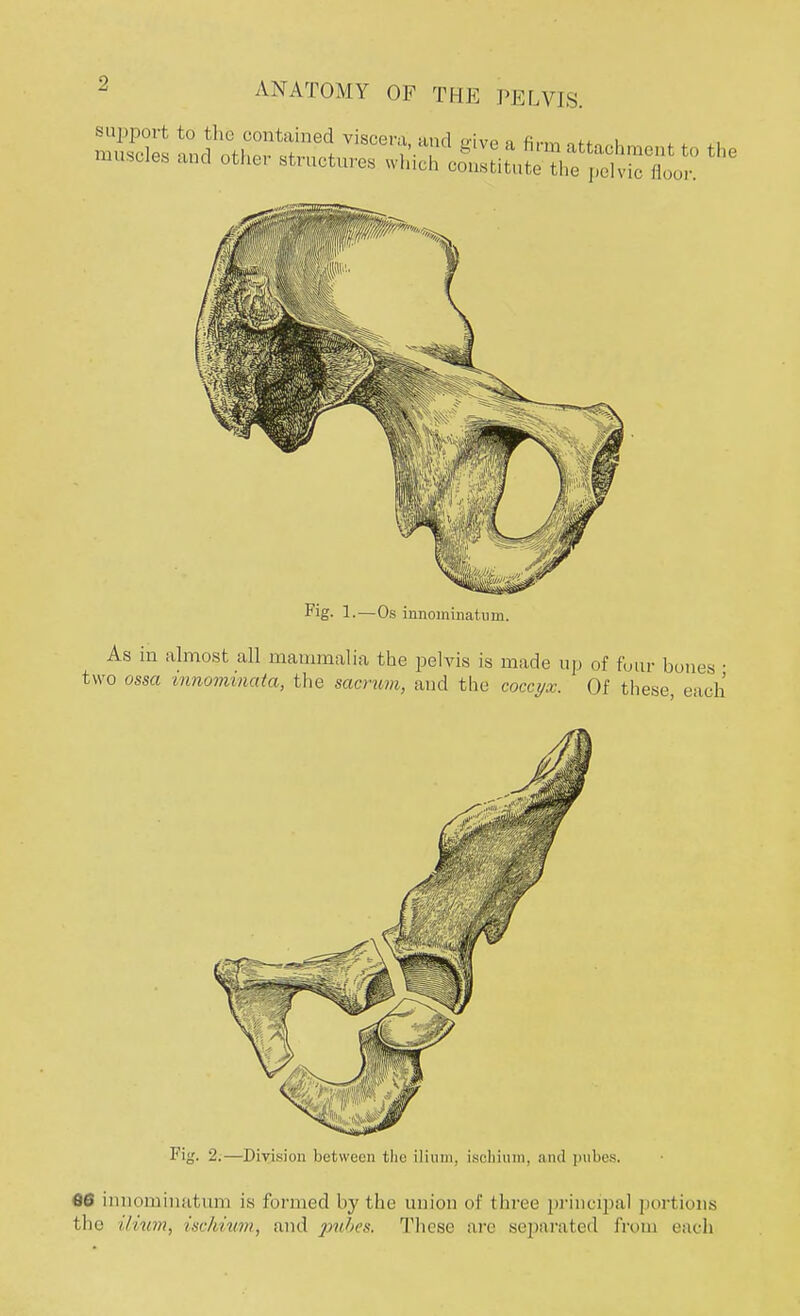 ANATOMY OF THE PELVIS. support to the contained viscera, and e:ive a firm Oft0„i ...-*,„ and other Structures which ^kZ^I. Fig- 1.—Os innominatnm. As in almost all mammalia the pelvis is made up of four bones ■ two ossa innominata, the sacrum, and the coccyx. Of these each' Fig. 2.—Division between the ilium, ischium, and pubes. a© innomiiiatum is formed by the union of three principal portions the ilium, ischium, and pubes. These are separated from each