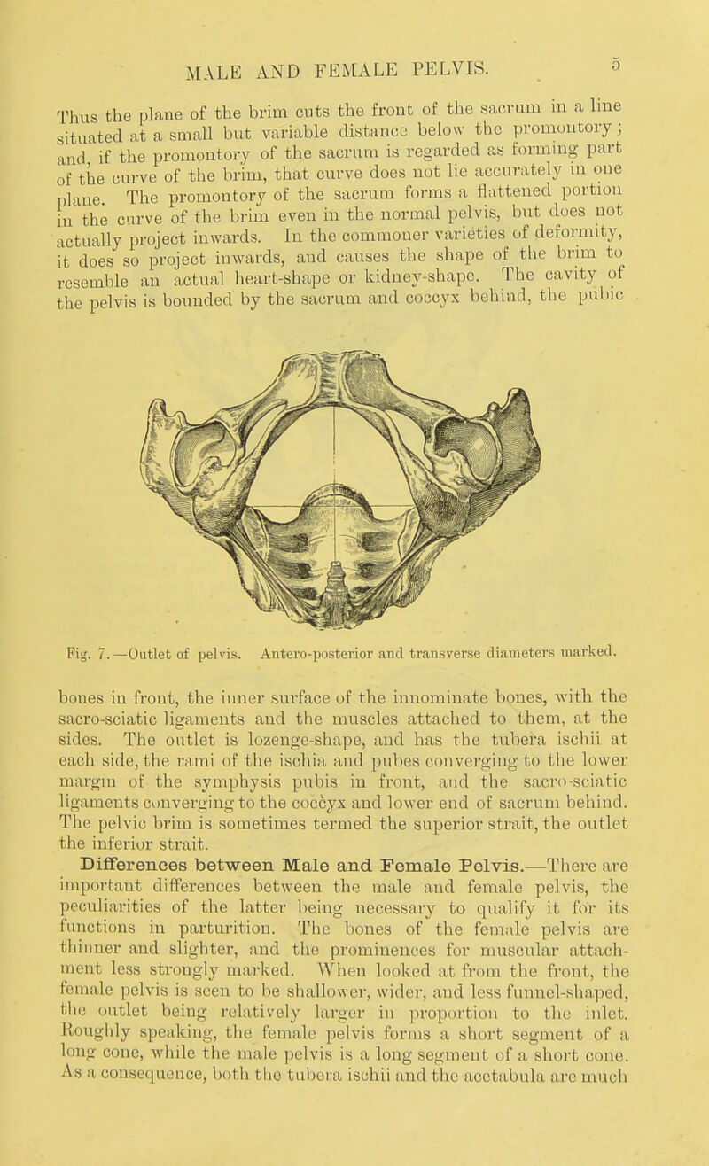 MALE AND FEMALE PELVIS. Thus the plane of the brim cuts the front of the sacrum m a line situated at a small but variable distance below the promontory; and if the promontory of the sacrum is regarded as forming part of the curve of the brim, that curve does not lie accurately m one plane. The promontory of the sacrum forms a flattened portion in' the curve of the brim even in the normal pelvis, but does not actually project inwards. In the commoner varieties of deformity, it does so project inwards, and causes the shape of the brim to resemble an actual heart-shape or kidney-shape. The cavity of the pelvis is bounded by the sacrum and coccyx behind, the pubic bones in front, the inner surface of the innominate bones, with the sacro-sciatic ligaments and the muscles attached to them, at the sides. The outlet is lozenge-shape, and has the tubera iscliii at each side, the rami of the ischia and pubes converging to the lower margin of the symphysis pubis in front, and the sacro-sciatic ligaments converging to the coccyx and lower end of sacrum behind. The pelvic brim is sometimes termed the superior strait, the outlet the inferior strait. Differences between Male and Female Pelvis.—There are important differences between the male and female pelvis, the peculiarities of the latter being necessary to qualify it for its functions in parturition. The bones of the female pelvis are thinner and slighter, and the prominences for muscular attach- ment less strongly marked. When looked at from the front, the female pelvis is seen to be shallower, wider, and less funnel-shaped, the outlet being relatively larger in proportion to the inlet. Roughly speaking, the female pelvis forms a short segment of a long cone, while the male pelvis is a long segment of a short cone. As a consequence, both the tubera isehii and the acetabula are much