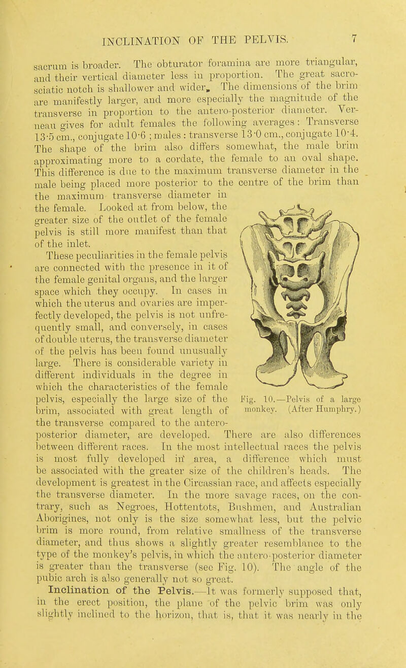 sacrum is broader. The obturator foramina are more triangular, and their vertical diameter less in proportion. The great sacro- soiatio notch is shallower and wider. The dimensions of the brim are manifestly larger, and more especially the magnitude of the transverse in proportion to the anteroposterior diameter. Ver- neau gives for adult females the following averages : Transverse 13-5 cm., conjugate 10-6 ; males : transverse 13-0 cm., conjugate 10'4. The shape of the brim also differs somewhat, the male brim approximating more to a cordate, the female to an oval shape. This difference is due to the maximum transverse diameter in the male being placed more posterior to the centre of the brim than the maximum transverse diameter in the female. Looked at from below, the greater size of the outlet of the female pelvis is still more manifest than that of the inlet. These peculiarities in the female pelvis are connected with the presence in it of the female genital organs, and the larger space which they occupy. In cases in which the uterus and ovaries are imper- fectly developed, the pelvis is not mi fre- quently small, and conversely, in cases of double uterus, the transverse diameter of the pelvis has been found unusually large. There is considerable variety in different individuals in the degree in which the characteristics of the female pelvis, especially the large size of the Fig. 10.—Pelvis of a large brim, associated with great length of monkey. (After Humphry.) the transverse compared to the antero- posterior diameter, are developed. There are also differences between different races. In the most intellectual races the pelvis is most fully developed in' area, a difference which must be associated with the greater size of the children's heads. The development is greatest in the Circassian race, and affects especially the transverse diameter. In the more savage races, on the con- trary, such as Negroes, Hottentots, Bushmen, and Australian Aborigines, not only is the size somewhat less, but the pelvic brim is more round, from relative smallness of the transverse diameter, and thus shows a slightly greater resemblance to the type of the monkey's pelvis, in which the antero-posterior diameter is greater than the transverse (sec Fig. 10). The angle of the pubic arch is also generally not so great. Inclination of the Pelvis.— It was formerly supposed that, in the erect position, the plane of the pelvic brim was only slightly inclined to the horizon, that is, that it was nearly in the