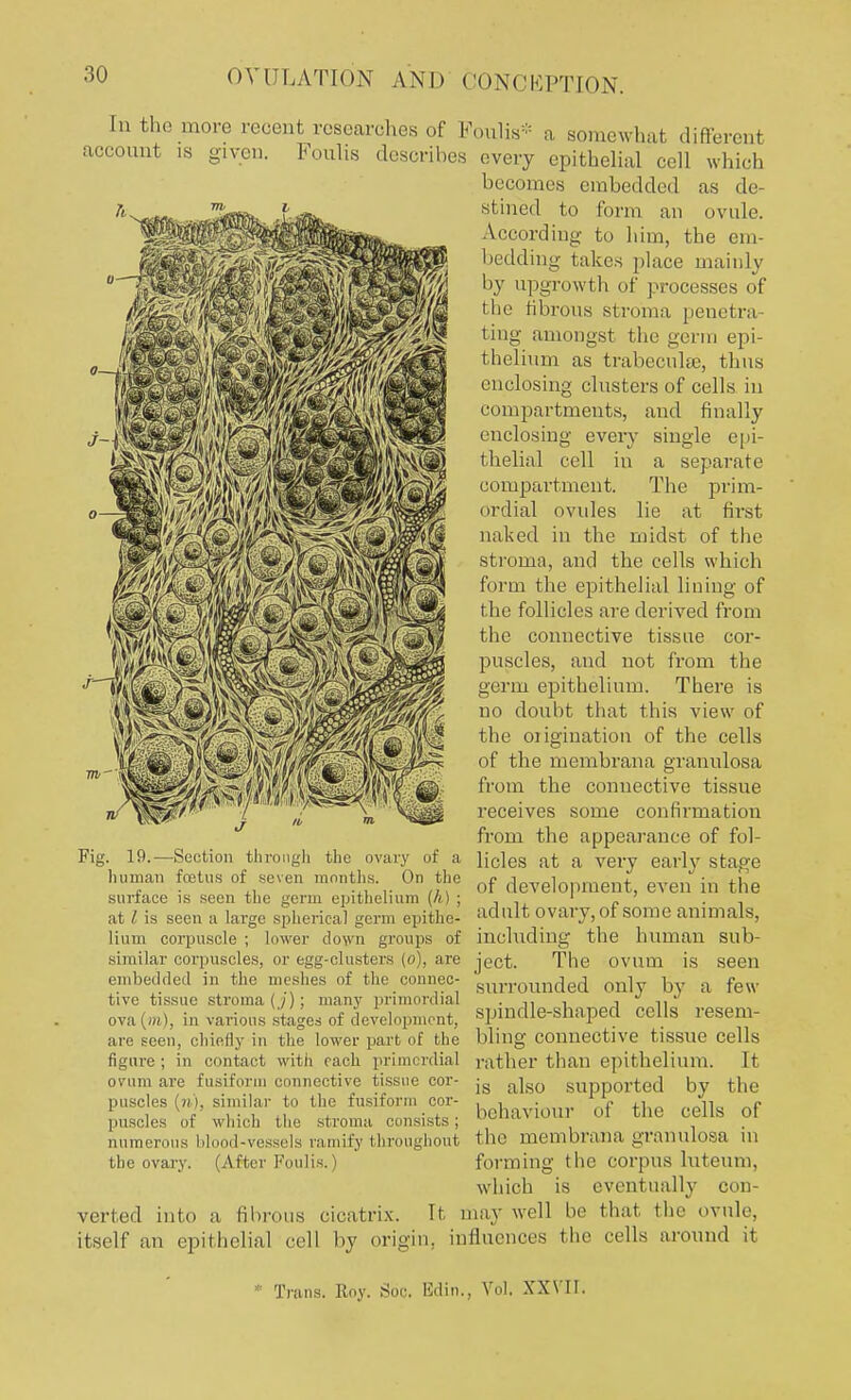 In the more recent researches of Foulis* a somewhat different account is given. Foulis describes every epithelial cell which becomes embedded as de stined to form an ovule. According to him, the em- bedding takes place mainly by upgrowth of processes of tlie fibrous stroma peneira ting amongst the germ epi- thelium as trabecular, thus enclosing clusters of cells in compartments, and finally enclosing every single epi- thelial cell in a separate compartment. The prim- ordial ovules lie at first naked in the midst of the stroma, and the cells which form the epithelial lining of the follicles are derived from the connective tissue cor- puscles, and not from the germ epithelium. There is no doubt that this view of the origination of the cells of the membrana granulosa from the connective tissue receives some confirmation from the appearance of fol- Fig. 19.—Section through the ovary of a Holes at a very early stage human foetus of seven months On the of development, even in the surface is seen the germ epithelium (A) ; 1 . ' . at I is seen a large spherical germ epithe- adult ovary, of some animals, Hum corpuscle ; lower down groups of including the human sub- similar corpuscles, or egg-clusters (o), are ject. The ovum is seen embedded in the meshes of the connec- smTomided only by a few tive tissue stroma (j); many primordial . , i n ova (m), in various stages of development, Spindle-shaped cells resem- are seen, chiefly in the lower part of the bling connective tissue cells figure; in contact with each primordial rather than epithelium. It ovum are fusiform connective tissue cor- js a]so SUpp0rted by the puscles (?i|, similar to the fusiform cor- , , e .i ,„n, „p r , r i • . xi t behaviour or the cells or puscles of which the stroma consists ; _ numerous blood-vessels ramify throughout the membrana granulosa in the ovary. (After Foulis.) forming the corpus luteum, which is eventually con- verted into a fibrous cicatrix. It may well be thai the ovnle, itself an epithelial cell by origin, influences the cells around it * Trans. Roy. Soc. Edin., Vol. XXVII.