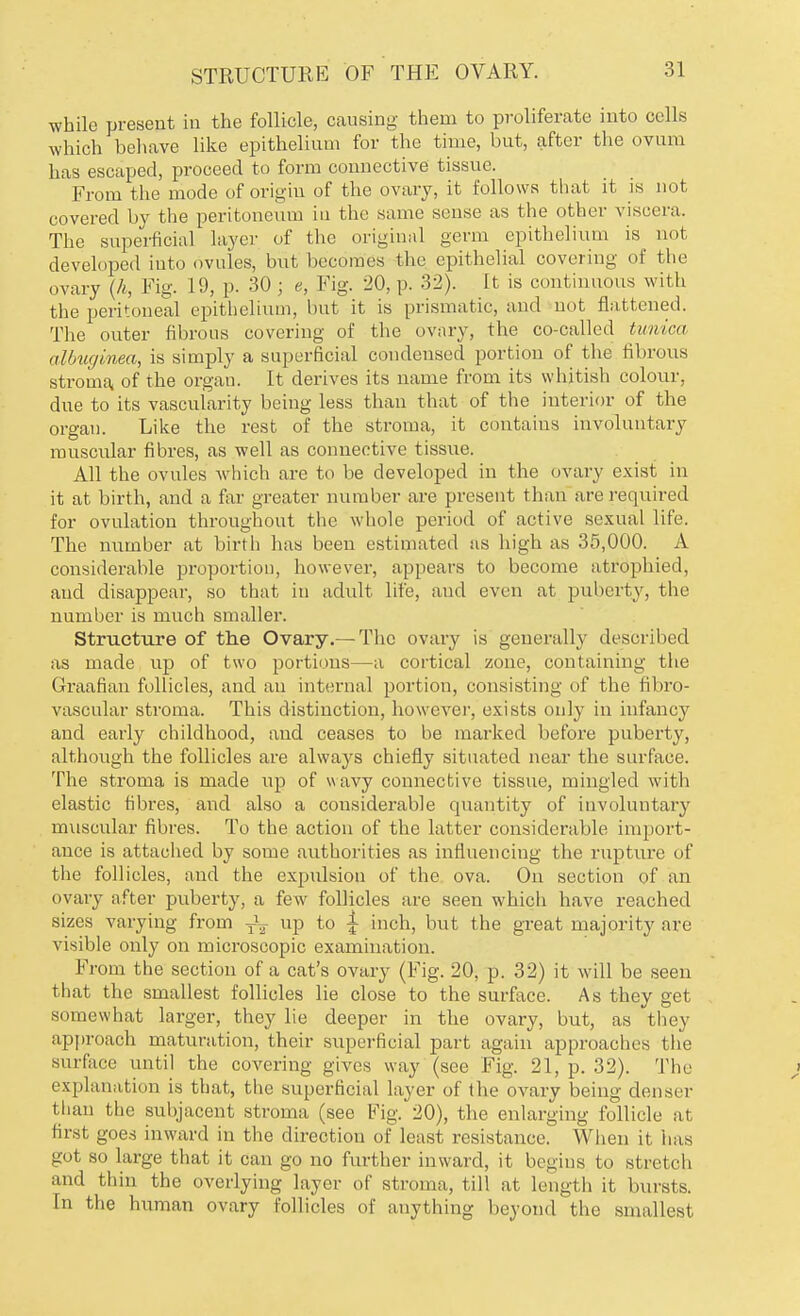 while present in the follicle, causing them to proliferate into cells which behave like epithelium for the time, but, after the ovum has escaped, proceed to form connective tissue. From the mode of origin of the ovary, it follows that it is not covered by the peritoneum in the same sense as the other viscera. The superficial layer of the original germ epithelium is not developed into ovules, but becomes the epithelial covering of the ovary (h, Fig. 19, p. 30 j e, Fig. 20, p. 32). It is continuous with the peritoneal epithelium, but it is prismatic, and not flattened. The outer fibrous covering of the ovary, the co-called tunica albuginea, is simply a superficial condensed portion of the fibrous stroma, of the organ. It derives its name from its whitish colour, due to its vascularity being less than that of the interior of the organ. Like the rest of the stroma, it contains involuntary muscular fibres, as well as connective tissue. All the ovules which are to be developed in the ovary exist in it at birth, and a far greater number are present than are required for ovulation throughout the whole period of active sexual life. The number at birth has been estimated as high as 35,000. A considerable proportion, however, appears to become atrophied, and disappear, so that in adult life, and even at puberty, the number is much smaller. Structure of the Ovary.— The ovary is generally described as made up of two portions—a cortical zone, containing the Graafian follicles, and an internal portion, consisting of the fibro- vascular stroma. This distinction, however, exists only in infancy and early childhood, and ceases to be marked before puberty, although the follicles are always chiefly situated near the surface. The stroma is made up of wavy connective tissue, mingled with elastic fibres, and also a considerable quantity of involuntary muscular fibres. To the action of the latter considerable import- ance is attached by some authorities as influencing the rupture of the follicles, and the expulsion of the ova. On section of an ovary after puberty, a few follicles are seen which have reached sizes varying from T\ up to | inch, but the great majority are visible only on microscopic examination. From the section of a cat's ovary (Fig. 20, p. 32) it will be seen that the smallest follicles lie close to the surface. As they get somewhat larger, they lie deeper in the ovary, but, as they approach maturation, their superficial part again approaches the Burface until the covering gives way (see Fig. 21, p. 32). The explanation is that, the superficial layer of the ovary being denser than the subjacent stroma (see Fig. 20), the enlarging follicle at first goes inward in the direction of least resistance. When it has got so large that it can go no further inward, it begins to Btretch and thin the overlying layer of stroma, till at length it bursts. In the human ovary follicles of anything beyond the smallest