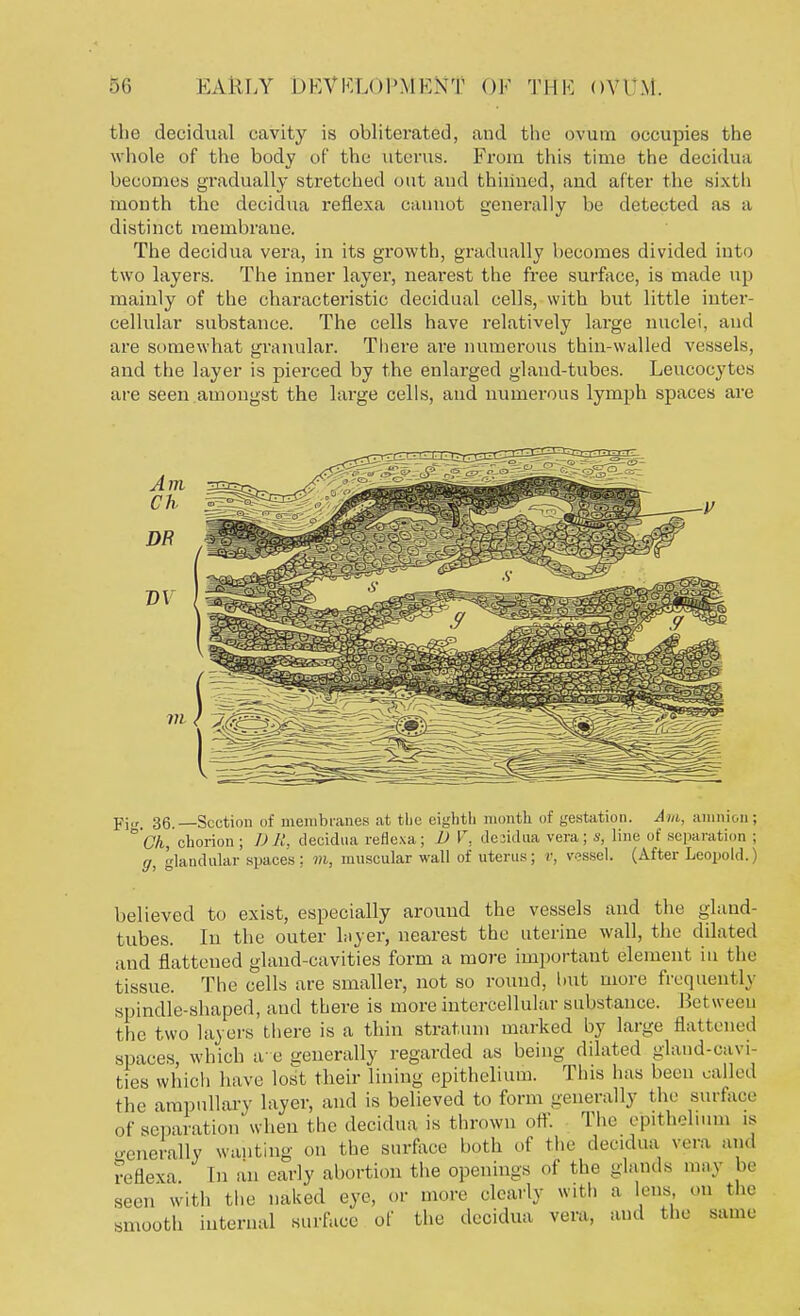 the decidual cavity is obliterated, and the ovum occupies the whole of the body of the uterus. From this time the decidua becomes gradually stretched out and thinned, and after the sixth month the decidua reflexa cannot generally be detected as a distinct membrane. The decidua vera, in its growth, gradually becomes divided into two layers. The inner layer, nearest the free surface, is made up mainly of the characteristic decidual cells, with but little inter- cellular substance. The cells have relatively large nuclei, and are somewhat granular. There are numerous thin-walled vessels, and the layer is pierced by the enlarged gland-tubes. Leucocytes are seen amongst the large cells, and numerous lymph spaces are pj,r> 36.—Section of membranes at the eighth month of gestation. Am, amnion; °Ch, chorion; DR. decidua reflexa; D V, desidua vera; s, line of separation ; g, glandular spaces: m, muscular wall of uterus; r, vessel. (After Leopold.) believed to exist, especially arouud the vessels and the gland- tubes. In the outer layer, nearest the uterine wall, the dilated and flattened gland-cavities form a more important element in the tissue. The cells are smaller, not so round, hut more frequently spindle-shaped, and there is more intercellular substance. Bet ween the two layers there is a thin stratum marked by large flattened spaces, which a e generally regarded as being dilated gland-cavi- ties which have lost their lining epithelium. This has been called the ampullary layer, and is believed to form generally the surface of separation when the decidua is thrown off. The epithelium >s •enerally wanting on the surface both of the decidua vera and reflexa In an early abortion the openings of the glands may be seen with the naked eye, or more clearly with a lens on the smooth internal surface of the decidua vera, and the sain.