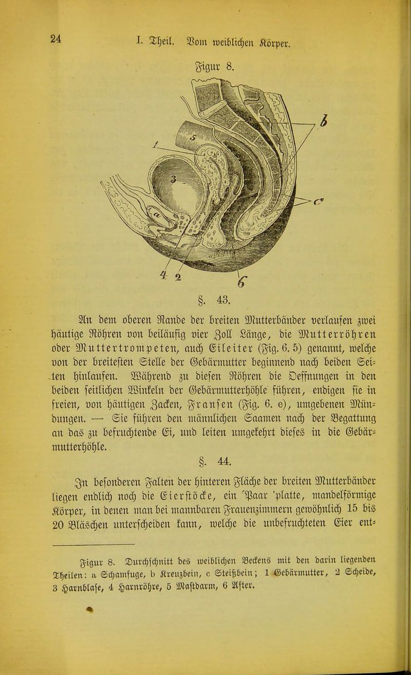 I. ^[;etl. a3om n3ei6lt(^eii Körper. %mx 8. §. 43. 2ltt bcm oberen Staube her Breiten Mutterböuber verlaufen jiüei putige 9l()|ren von beiläufig üier QoU, Sänge, bie 3JiutterröI)ren ober 3)luttertrompeten, au^ (gileiter (gig.6,5) genannt, meiere üon ber breiteften ©tette ber ©ebärmutter beginnenb nad; beiben ©ei= -ten I)inlaufen. 2Bä^renb gu biefen 9töf)ren bie Deffnungen in ben beiben feitüc[;en 2ßinfeln ber (Bebärmutterf)öf)le füfiren, enbigen fie in freien, uon t)äiitigen Qadtn, granfen (^ig. 6. e), umgebenen Wim- bungen. — ©ie füJ)ren ben männli(^en ©aamen nac^ ber Begattung an ba§ §u befrucJ^tenbe ®i, unb leiten umgefefirt biefes in bie @ebär= muttert)öf)le. §. 44. ^n befonberen galten ber linieren glä(|e ber breiten 3}lutterbänber liegen enblicf) nod; bie ©ierftöde, ein '^aar 'platte, nianbetförmigc Körper, in benen man bei mannbaren ^rauensimmern geraö^nlidj 15 bis 20 SSläsd^en nnterftreiben fatm, meiere bie uubefrudjteten ßicr ent^ gigur 8. S)urd)jd)nitt be§ loetblid^en SBedEenä mit bcii baviu ließenbeii %f)eiien: a ©djamfuge, b ÄveujBeiii, c ©teifjbein; 1 ©elbännutter, 2 ©c^eibe, 3 ^axnUa\<i, 4 ^avnvötjte, 5 Sölflftbavm, 6 Slftei-,