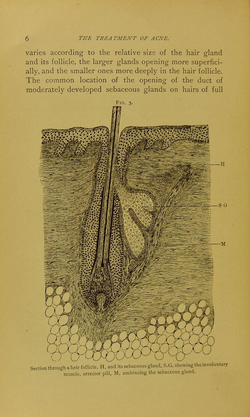 varies according to the relative size of the hair gland and its follicle, the larger glands opening more superfici- ally, and the smaller ones more deeply in the hair follicle. The common location of the opening of the duct of moderately developed sebaceous glands on hairs of full Fig. 3. Section through a hair follicle. H, and its sebaceous gland, S.G, showing the involuntary muscle, arrector pili, M, embracing the sebaceous gland.