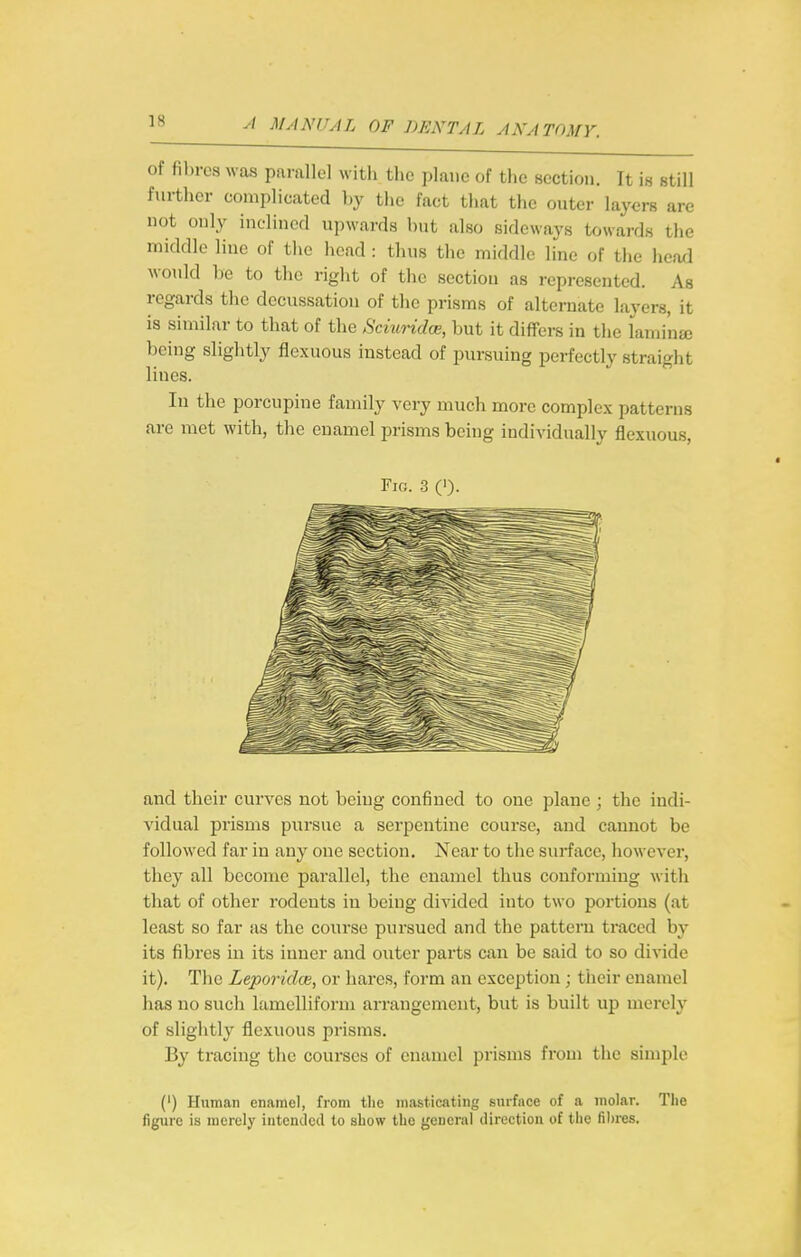 of fibres was pamllol witli the plane of the section. It is still further complicated by the fact that the outer layers are not only inclined upwards but also sideways towards the middle line of the head: thus the middle line of the head would be to the right of the section as represented. As regards the decussation of the prisms of alternate layers, it is similar to that of the Schiridoe, but it differs in the lamina) being slightly flexuous instead of pursuing perfectly straight lines. In the porcupine family very much more complex patterns are met with, the enamel prisms being individually flexuous, Fig. 3 (')• and their curves not being confined to one plane ; the indi- vidual prisms pursue a serpentine course, and cannot be followed far in any one section. Near to the surface, however, they all become parallel, the enamel thus conforming with that of other rodents in being divided into two portions (at least so far as the course pursued and the pattern traced by its fibres in its inner and outer parts can be said to so divide it). The Leporidoi, or hares, form an exception; tiicir enamel has no such lamelliform arrangement, but is built up merely of slightly flexuous prisms. By tracing the courses of enamel prisms from the simple (') Human enamel, from tlie masticating Burface of a molar. The figure is merely intended to show the general direction of the filjres.