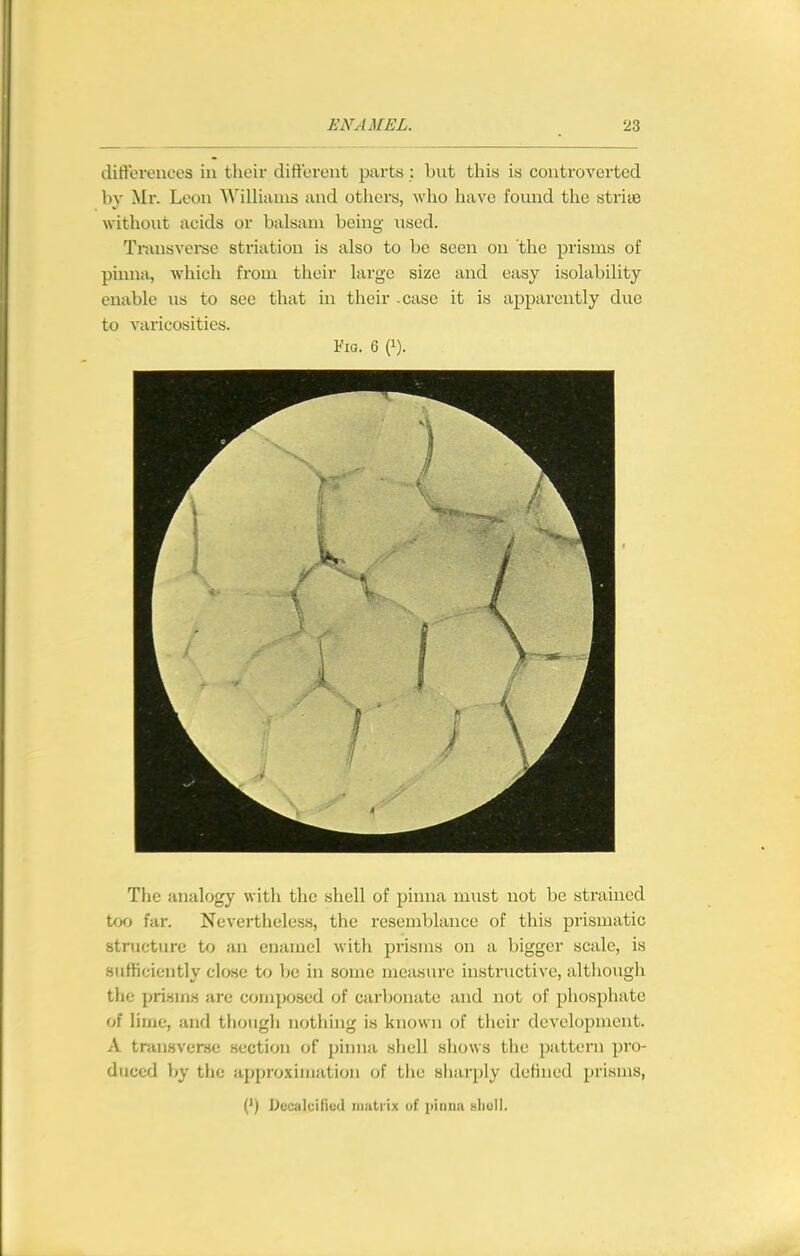 dift'erences in their difterent parts : but this is controverted by Mr. Leon WiUiums and others, who have found the strite without acids or balsam being used. Tnvnsverse striation is also to be seen on the prisms of pinna, which from their large size and easy isolability enable us to see that in their .case it is apparently due to varicosities. Fig. 6 (i). The analogy with the shell of pinna must not be strained too far. Nevertheless, the resemblance of this prismatic structure to an enamel with prisms on a bigger scale, is stitticiently close to be in some measure instructive, although the prisms are composed of carbonate and not of phosphate of lime, and though nothing is known of their development. A transverse section of pinna shell shows the ])attern pro- duced by tlie approximation of the sliarply defined prisms, (') Decalciliud iiiiitiix uf piiitiii hIiuII.