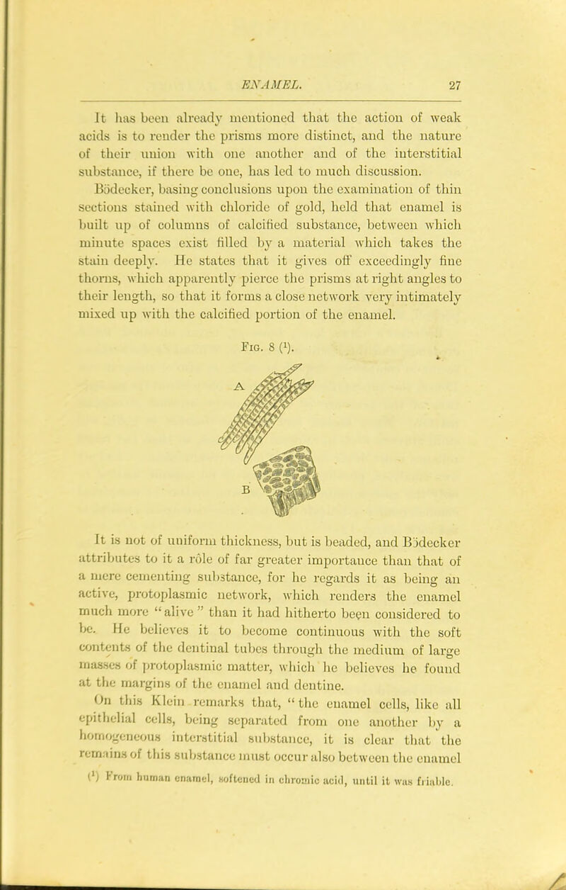 It has been already mentioned that the action of weak acids is to render the prisms more distinct, and the nature of their iiiiion with one another and of the interstitial substance, if there be one, has led to much discussion. Biidecker, basing conclusions upon the examination of thin sections stained with chloride of gold, held that enamel is built up of columns of calcified substance, between which minute spaces exist filled by a material Avhich takes the stain deeply. He states that it gives off exceedingly fine thorns, which apparently pierce the prisms at right angles to their length, so that it forms a close network very intimately mixed up with the calcified portion of the enamel. Fig. 8 {}). It is not of uniform thickness, but is beaded, and BMecker attributes to it a role of far greater importance than that of a mere cementing substance, for he regards it as being an active, protoplasmic network, which renders the enamel much more alive  than it had hitherto be(?n considered to be. He believes it to become continuous with the soft contents of the dentinal tubes through the medium of large masses of protoplasmic matter, which he believes he found at the margins of the enamel and dentine. On this Klein remarks that,  tlie enamel cells, like all epithelial cells, being separated from one another by a homogeneous interstitial substance, it is clear that the remains of this sub.stance jnust occur also between tlie enamel (') From human enamel, Hoftencd in chromic acid, until it was friable.