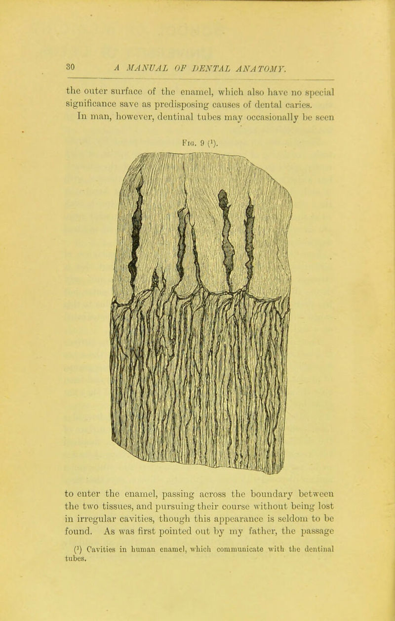 the outer surface of the enamel, which also have no special significance save as predisposing causes of dental caries. In man, however, dentinal tubes may occasionally he seen Via. 9 (>). to enter the enamel, passing across the boundary between the two tissues, and pursuing their course without being lost in irregular cavities, though this appearance is seldom to be found. As was first pointed out by my father, the passage (') Cavities in human enamel, wliicii commuDicate with the dentinal tubes.