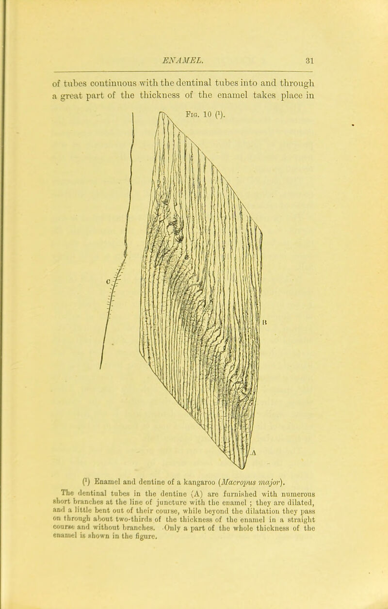 of tubes contiuuons with the dentinal tubes into and through a great part of the thickness of the enamel takes place in (*) Enamel and dentine of a kangaroo (Macro^ms major). The dentinal tubes in the dentine (A) are furnislied with numerous short branches at the line of juncture with tlie enamel ; they are dilated, and a little bent out of their course, while beyond the dilatation they pass on through about two-thirds of the thickness of the enamel in a straight coargfc and withont branches. Only a part of the whole thickness of the enarnel is shown in the figure.