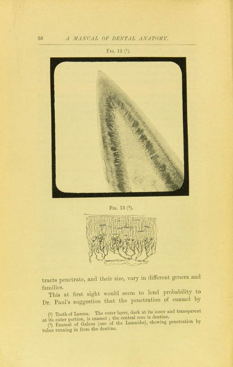 Fic. 12 {'). tracts penetrate, and their size, vary in different genera and families. This at first sight would seem to lend probability to Dr. Paul's suggestion that the penetration of enamel by (1) Tooth of Lamna. The outer layer, dark at its inner and transparent at its outer portion, is enamel ; the central core is dentine. e) Enamel of Galcus (one of the Lann.idie), showing penetration by tubes running in from the dentine.