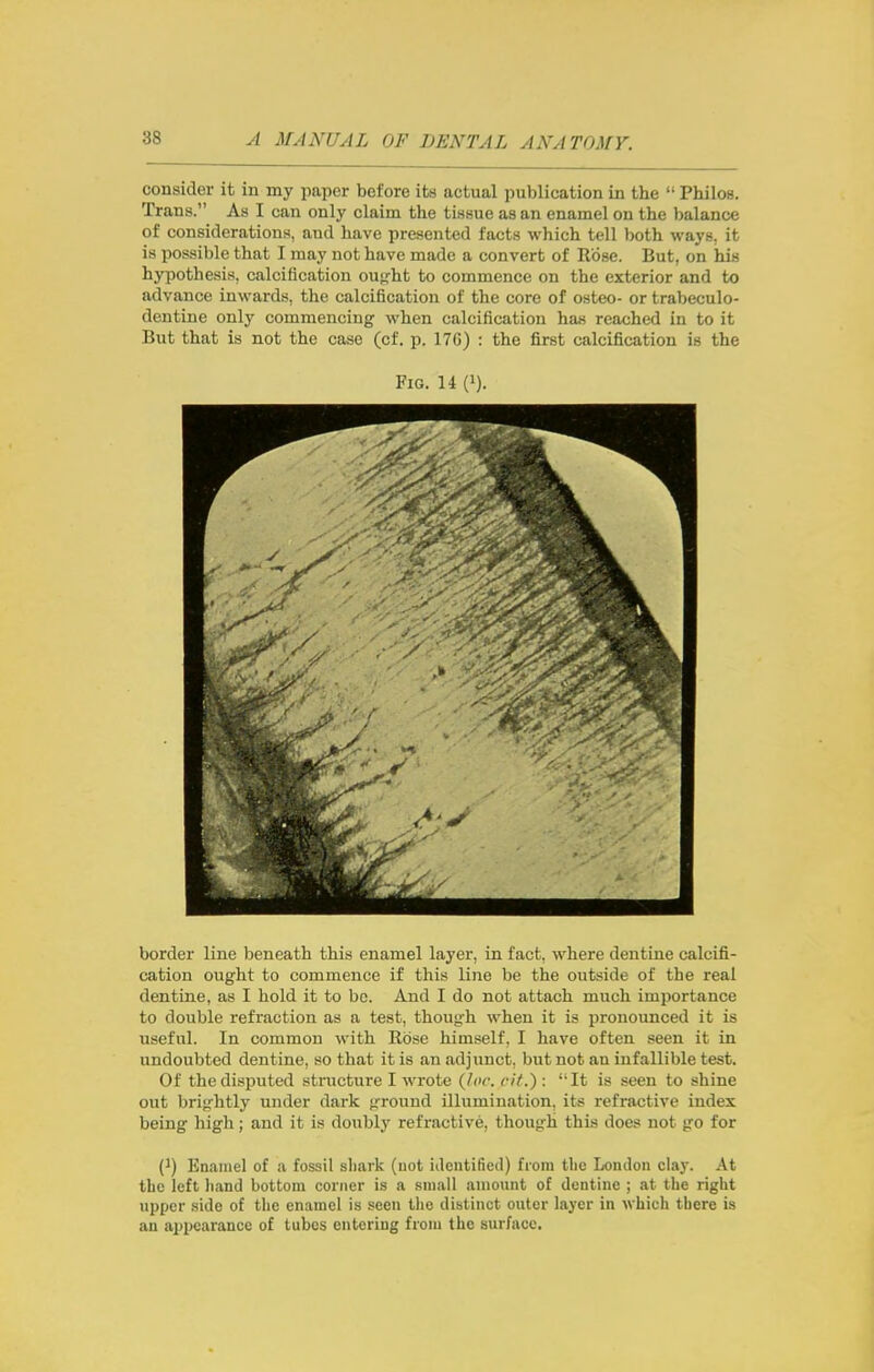 consider it in my paper before its actual publication in the  Philos. Trans. As I can only claim the tissue as an enamel on the balance of considerations, and have presented facts which tell both ways, it is possible that I may not have made a convert of Rose. But, on his hypothesis, calcification ouj^ht to commence on the exterior and to advance inwards, the calcification of the core of osteo- or trabeculo- dentine only commencing when calcification has reached in to it But that is not the case (cf. p. 17G) : the first calcification is the Fig. 14 (i). border line beneath this enamel layer, in fact, where dentine calcifi- cation ought to commence if this line be the outside of the real dentine, as I hold it to be. And I do not attach much importance to double refraction as a test, though when it is pronounced it is useful. In common with Rose himself, I have often seen it in undoubted dentine, so that it is an adjunct, but not an infallible test. Of the disputed structure I wrote (/or. cit.): ''It is seen to shine out brightly under dark ground illumination, its refractive index being high ; and it is doubly refractive, though this does not go for {}) Enamel of a fossil shark (not identified) from the London clay. At the left liand bottom corner is a small .amount of dentine ; at the right upper side of the enamel is seen the distinct outer layer in which there is an appearance of tubes entering from the surface.