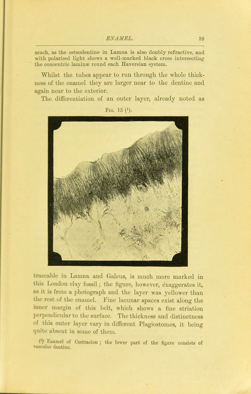 much, as the osteodentine in Lamna is also doubly refractive, and with polarised light shows a well-marked black cross intersecting the concentric laminte round each Haversian system. Whilst the tubes appear to run through the whole thick- ness of the enamel they ai'e larger near to the dentine and again near to the exterior. The diflferentiation of an outer layer, already noted as Fig. 15 (i). traceable in Lamna and Galeus, is much more marked in this London clay fossil; the figure, however, exaggerates it, as it is from a photograph and the layer was yellower than the rest of the enamel. Fine lacunar spaces exist along the inner margin of this belt, which shows a fine striation perpendicular to the surface. The thickness and distinctness of this outer layer vary in difFercnt Plagiostomes, it being quite absent in some of them. (') Euamel of Cestracion ; the lower part of the figure consists of vascular deotine.