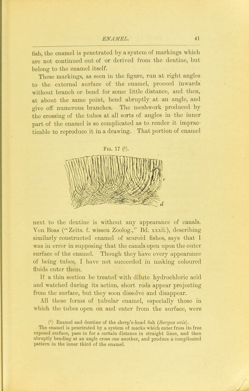 fish, the euamel is penetrated by a system of markings which are not continued out of or derived from the dentine, but belong to the enamel itself. These markings, as seen in the figure, run at right angles to the external surface of the enamel, proceed inwards without branch or bend for some little distance, and then, at about the same point, bend abruptly at an angle, and give off numerous branches. The meshwork produced by the crossing of the tubes at all sorts of angles in the inner pai-t of the enamel is so complicated as to render it imprac- ticable to reproduce it in a drawing. That portion of enamel Fig. 17 (i). next to the dentine is without any appearance of canals. Von Boas (Zeits. f. wissen Zoolog., Bd. xxxii.), describing similarly constructed enamel of scaroid fishes, says that I was in error in supposing that the canals open upon the outer surface of the enamel. Though they have every appeai'ance of being tubes, I have not succeeded in making coloured fluids enter them. If a thin section be treated with dilute hydrochloi'ic acid and watched dui-ing its action, short rods appear projecting from the surface, but they soon dissolve and disapjjear. All these forms of tubular enamel, especially those in which the tubes open on and enter from the surface, were (') Enamel and dentine of the sheep's-head fish (Sargus ovis). The cnarnel is penetrated by a system of marks which enter from its free exposed surface, pass in for a certain distiincc in straight linos, and then abrnptly bending at an angle cross one another, and produce a complicated pattern in the inner third of the enamel.