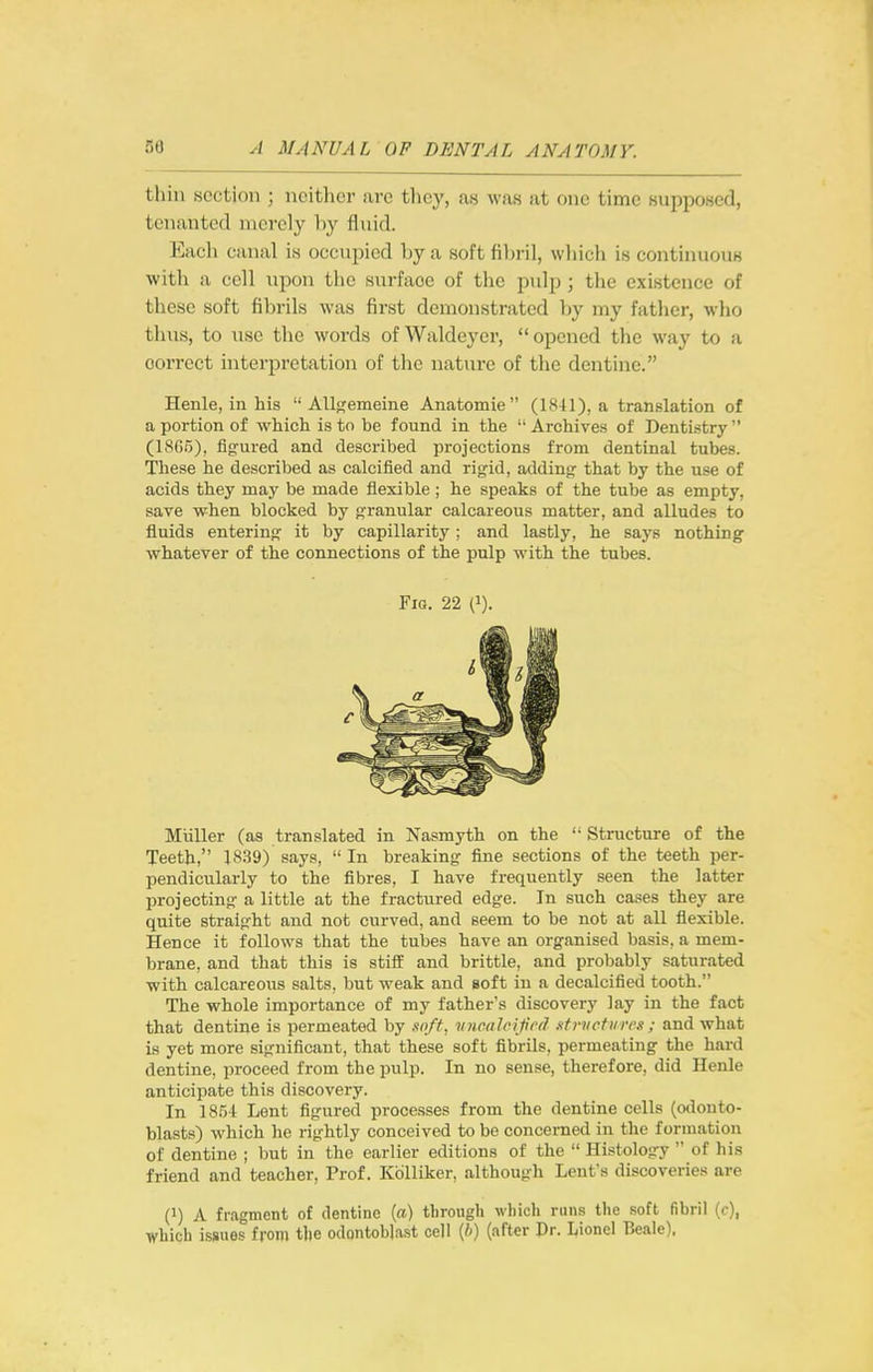 tliin section ; neither arc they, as was at one time supposed, tenanted merely hy fliiid. Eacli canal is occupied by a soft fibril, which is continuous with a cell upon the surface of the pulp; the existence of these soft fibrils was first demonstrated l^y my father, who thus, to use the words of Waldeyer,  opened the way to a correct interpretation of the nature of the dentine. Henle, in his AUgemeine Anatomie (18H), a translation of a portion of which is to be found in the  Archives of Dentistry  (1805), fig-ured and described projections from dentinal tubes. These he described as calcified and rigid, adding- that by the use of acids they may be made flexible; he speaks of the tube as empty, save when blocked by granular calcareous matter, and alludes to fluids entering it by capillarity; and lastly, he says nothing whatever of the connections of the pulp with the tubes. FiQ. 22 (1). MuUer (as translated in Nasmyth on the  Structure of the Teeth, 1839) says, In breaking fine sections of the teeth per- pendicularly to the fibres, I have frequently seen the latter projecting a little at the fractured edge. In such cases they are quite straight and not curved, and seem to be not at all flexible. Hence it follows that the tubes have an organised basis, a mem- brane, and that this is stiff and brittle, and probably saturated ■with calcareous salts, but weak and soft in a decalcified tooth. The whole importance of my father's discovery lay in the fact that dentine is permeated by .inff. vncah'ijicd xfriictiireg ; and what is yet more significant, that these soft fibrils, permeating the hard dentine, proceed from the pulp. In no sense, therefore, did Henle anticipate this discovery. In 1854 Lent figured processes from the dentine cells (o<lonto- blasts) which he rightly conceived to be concerned in the formation of dentine ; but in the earlier editions of the  Histology  of his friend and teacher, Prof. KoUiker, although Lenfs discoveries are (1) A fragment of dentine {a) through which runs the soft fibril (c), which issues from the odontoblast cell (b) (nft«r Dr. Lionel Beale).