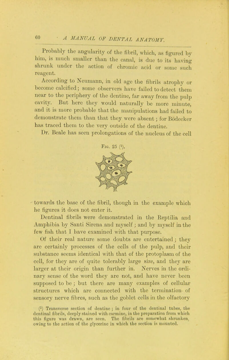 Probably the angularity of the fibril, which, as figured by him, is mucli smaller tlian the canal, is due to its having shrunk under the action of chromic acid or some such reagent. According to Neumann, in old age the fibrils atrophy or become calcified; some observers have failed to detect them near to the periphery of the dentine, far away from the pulp cavity. But here they Avould naturally be more minute, and it is more probable that the manipulations had failed to demonstrate them than that they were absent; for Bodecker has traced them to the very outside of the dentine. Dr. Beale has seen prolongations of the nucleus of the cell towards the base of the fibril, though in the example which he figures it does not enter it. Dentinal fibrils wei-e demonstrated in the Ileptilia and Amphibia by Santi Sirena and myself; and by myself in the few fish that I have examined with that purpose. Of their real nature some doubts are entertained; they are certainly processes of the cells of the pulp, and their substance seems identical with that of the protoj^lasm of the cell, for they are of quite tolerably large size, and they are larger at their origin than further in. Nerves in the ordi- nary sense of the word they are not, and have never been supposed to be ; but there are many examples of cellular structures which are connected with the termination of sensory nerve fibres, such as the goblet cells in the olfactory (1) Transverse section of dentine ; in four of tlie dcntinjil tubes, the dentinal fibrils, deeply stained with carmine, in the preparation from which this figure was drawn, are seen. The fibrils are somewhat shrunken, owing to the action of the glycerine in which the section is mounted.