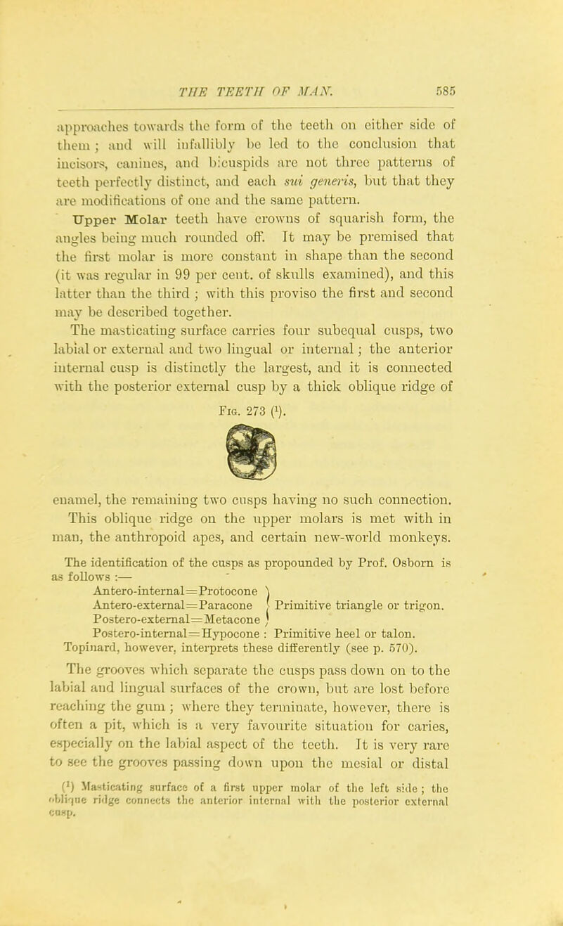 iipproaches towards the form of tlio teetli on cither side of them ; and will infallibly be led to tlic conclusion that iucisoi-s, canines, and bicuspids arc not three patterns of teeth perfectly distinct, and each sui generis, hxit that they are modifications of one and the same pattern. Upper Molar teeth have crowns of squarish form, the angles being much rounded off. It may be premised that the first molar is more constant in shape than the second (it was regular in 99 per cent, of skulls examined), and this latter than tlie third ; with this proviso the first and second may be described together. The masticatiug surface carries four suboqual cusps, two labial or external and two lingual or internal; the anterior internal cusp is distinctly the largest, and it is connected ■with the posterior external cusp by a thick oblique ridge of Fig. 273 (i). enamel, the remaining two cusps having no such connection. This oblique ridge on the upper molars is met with in man, the anthropoid apes, and certain new-world monkeys. The identification of the cusps as propounded by Prof. Osborn is as follows :— Anfcero-internal=Protocone '\ Antero-external=Paracone ,' Primitive triangle or trig-on. Postero-extemal=Metacone } Postero-intemaI=IIypocone : Primitive heel or talon. Topinard, however, intei-prets these differently (see p. 570). The gi'ooves which separate the cusps pass down on to the labial and lingual surfaces of the crown, but are lost before reaching the gum ; where they terminate, however, there is often a pit, which is a very favourite situation for caries, especially on the labial aspect of the teeth. It is very rare to see the grooves passing down upon the mesial or distal (') Masticating surface of a first upper molar of tlie left side ; the 'ibli'Hie ridge connects the anterior internal with the posterior external cosp.