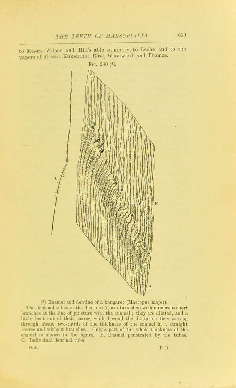 to Messrs. Wilson and Hill's able summary, to Leche, and to the papers of Messrs. Kiikenthol, Rose, Woodward, and Thomas. Fig. 280 (>). (1) Euamel and dentine of a kangaroo (Macropus major). The dentinal tubes in tbe dentine (A) are furnished with numerous short branches at the line of juncture with the enamel ; they arc dilated, and a little bent out of their course, while beyond the dilatation they pass on through about two-th'rds of the thickness of the enamel in a straight course and without branches. Only a part of the whole thickness of the enamel is shown in the figure. B. Enamel penetrated by the tubes. C. Individual dentinal tube. D.A.
