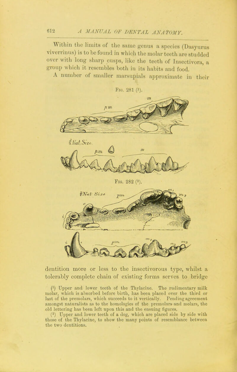 Within the limits of the same genus a species (Da8yui-U8 viverriniis) is to ])c found in which tlie molar teeth are studded over with long sharp cusps, like the teeth of Insectivora, a group whicli it resembles both in its habits and food. A number of smaller marsupials approximate in their Fia. 281 (1). dentition more or less to the insectivorous tjpe, whilst a tolerably complete chain of existing forms serves to bridge (1) Upper and lower teeth of the Thylacitie. The rudimentary milk moLar, which is absorbed before birth, l;as been placed over the third or last of the premolars, which succeeds to it verLically. Pending agreement amongst naturalists as to the homologies of the premolars and molars, the old lettering has been left upon this and the ensuing figures. (2) Upper and lower teeth of a dog, which are placed side by side with those of the Thylacine, to show the many points of resemblance between the two dentitions.