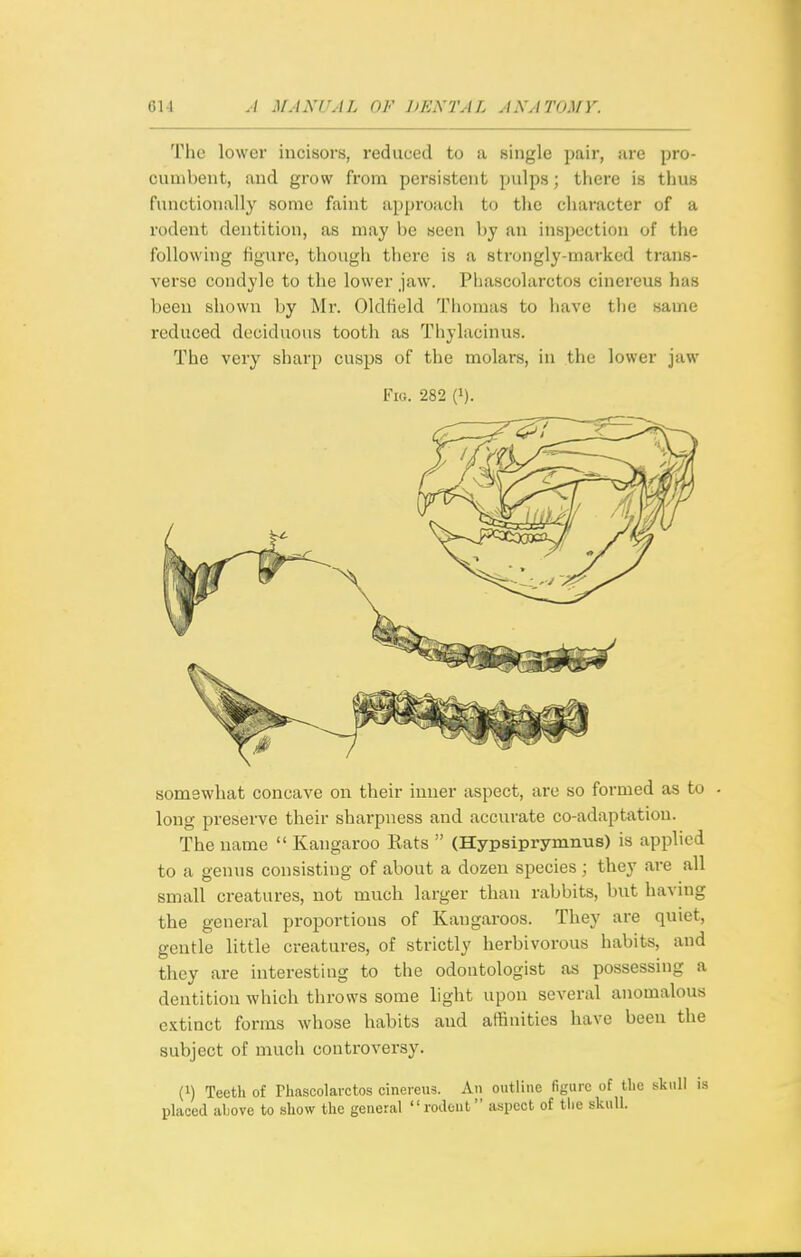 The lower incisors, reduced to a single pair, are pro- cumbent, and grow from persistent pulps; there is thus functionally some faint approach to the character of a rodent dentition, as may be seen by an inspection of the following figure, though there is a strongly-marked trans- verse condyle to the lower jaw. Phascolarctos cinereus has been shown by Mr. Oldfield Tliomas to have the same reduced deciduous tooth as Tliylacinus. The very sharp cusps of the molars, in the lower jaw Fio. 282 (1). somewhat concave on their inner aspect, are so formed as to long preserve their sharpness and accurate co-adaptation. The name  Kangaroo Rats  (Hypsipryinnus) is applied to a genus consisting of about a dozen species; they are all small creatures, not much larger than rabbits, but having the general proportions of Kangaroos. They are quiet, gentle little creatures, of strictly herbivorous habits, and they are interesting to the odontologist as possessing a dentition which throws some light upon several anomalous extinct forms whose habits and affinities have been the subject of much controversy. (1) Teeth of rhascolavctos cinereus. An outline figure of the skull is placed above to sliow the general rodent a-spect of the skull.