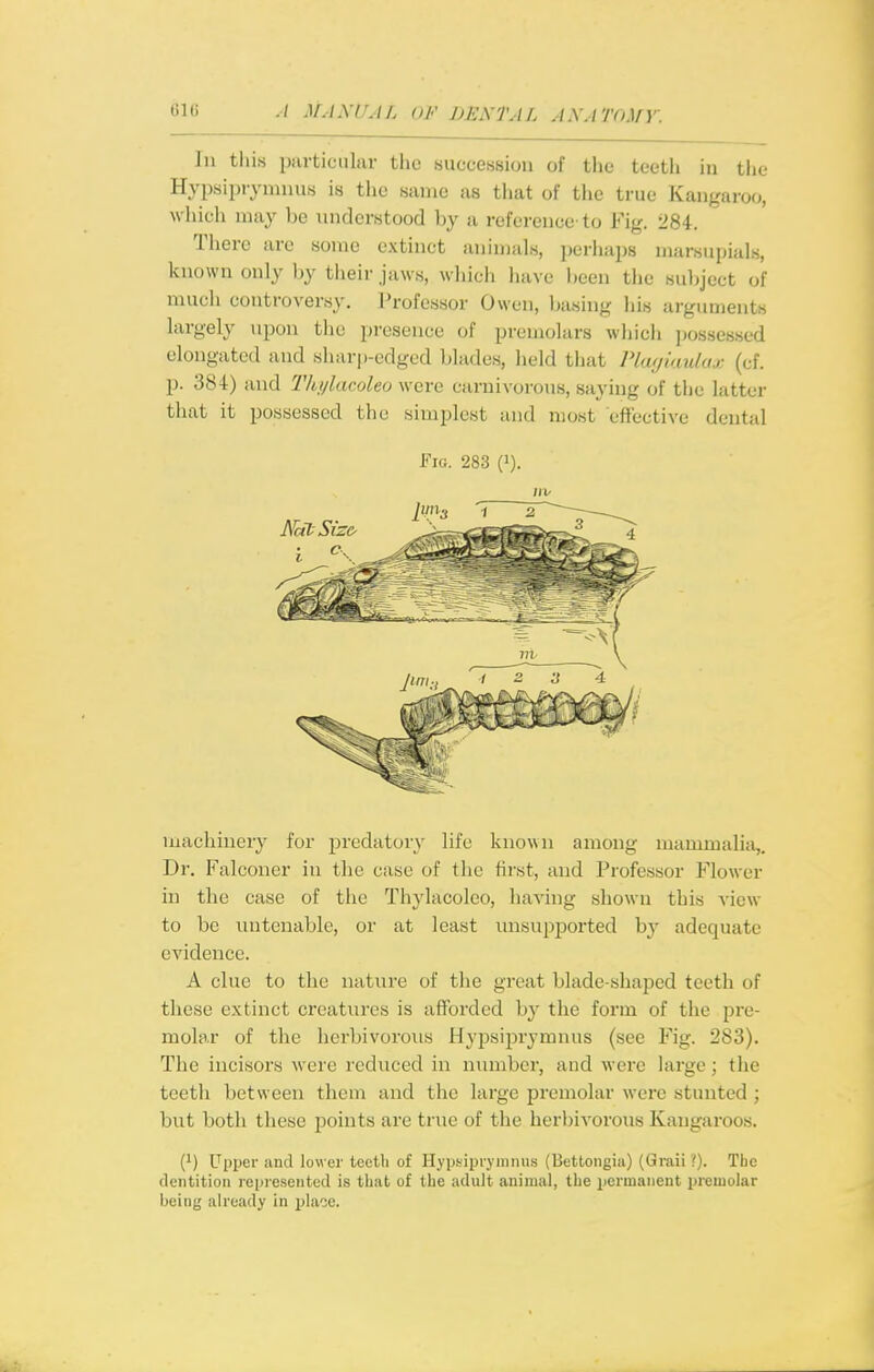 In this particular the succession of tlie teetli in the Hypsiprynnms is the same as tiiat of the true Kangaroo, which may be nndcrstood by a reference-to Fig. 284. There are some extinct animals, perhaps marsupials, known only by their jaws, which have been the subject of much controversy. Professor Owen, basing his arguments largely upon tlie presence of premolars which jKjssessed elongated and sharp-edged blades, held that PUtijiauku: (cf. p. 384) and Thylacoleo were carnivorous, saying of the latter that it possessed the simplest and most effective dental Fig. 283 (i). /IV machinery for predatory life known among mammalia,. Dr. Falconer in the case of the first, and Professor Flower in the case of the Thylacoleo, having shown this view to be untenable, or at least imsupported by adequate evidence. A clue to the nature of the great blade-shaped teeth of these extinct creatures is afforded by the form of the pre- molar of the herbivorous Hypsijjrymnus (see Fig. 283). The incisors were reduced in number, and were large; the teeth between them and the large premolar were stunted; but both these points are true of the herbivorous Kangaroos. i}) Upper iind lower teeth of Hypsipryinmis (Uettongia) (Graii ?). Tlic dentition represented is that of the adult animal, the permanent premolar being already in place.