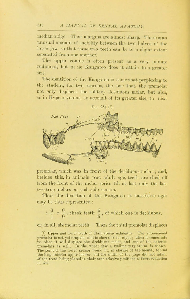 median ridge. Their margiiiB are almost sharp. There is an nnusual amount of mobility between the two halves of the lower jaw, so that these two teeth can be to a slight extent separated fi-om one another. The \ipper canine is often present as a very minute rudiment, but in no Kangaroo does it attain to a greater size. The dentition of tlie Kangaroo is somewhat perplexing to the student, for two reasons, the one that the premolar not only displaces the solitar}'- deciduous molar, but also, as in Hypsiprymniis, on account of its greater size, th next Fig. 284 (i). premolar, which was in front of the deciduous molar; and, besides this, in animals past adult age, teeth are shed off from the front of the molar series till at last only the hast two true molars on each side remain. Thus the dentition of the Kangaroo at successive ages may be thus represented : 3 0 6 i — c —, cheek teeth —, of which one is deciduous, or, in all, six molar teeth. Then the third premolar displaces (') Upper and lower teeth of Halmaturus ualal)atus. The successional premolar is t!ot yet erupted, and is shown in its crypt; when it comes into its place it will displace the deciduous molar, and one of the anterior premolars as well. In the upper jaw a rudimentary canine is shown. The point of the lower incisor would fit, in closure of the mouth, beiiind the long anterior upper iucisor, but the width of the jiage did not admit of the teeth being placed in their true relative positions without reduction iu size.