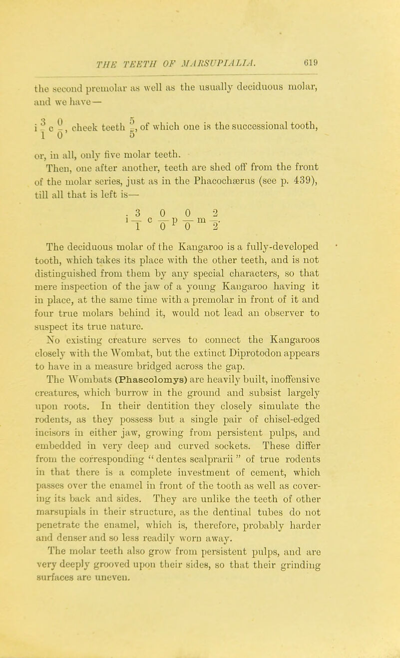 the second premolar as well as the usually deciduous molar, luid we have — i - 0 -, cheek teeth of which one is the successioual tooth, 10 5 or, in all, only five molar teeth. Then, one after another, teeth are shed off from the front of the molar series, just as in the PhacocliEeras (see p. 439), till all that is left is— .3 0 0 2 The deciduous molar of the Kangaroo is a fully-developed tooth, which takes its place with the other teeth, and is not distinguished from them by any special characters, so that mere inspection of the jaw of a young Kangaroo having it in place, at the same time with a premolar in front of it and four true molars behind it, would not lead an observer to suspect its true nature. No existing creature serves to connect the Kangaroos closely with the Wombat, but the extinct Diprotodon appears to have in a measure bridged across the gap. The Wombats (Phascolomys) are heavily built, inoffensive creatures, which burrow in the ground and subsist largely upon roots. In their dentition they closely simulate the rodents, as they possess but a single pair of chisel-edged incisors in either jaw, growing from persistent pulps, and embedded in very deep and ciu'ved sockets. These differ from the corresponding  dentes scalprarii  of true rodents in that there is a complete investment of cement, which passes over the enamel in front of the tooth as w^ell as cover- ing its back and sides. They are unlike the teeth of other marsupials in their structure, as the dentinal tubes do not penetrate the enamel, which is, therefore, probably harder and denser and so less readily worn away. The molar teeth also grow from persistent pulps, and are very deeply grooved upon their sides, so that their grinding surfaces are uneven.