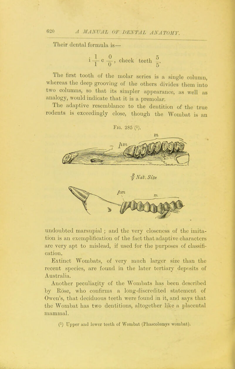 Their dental forniulii is— .10 ^ 1 -T- c —, cheek teeth -. The first tooth of the molar series is a single column, whereas the deep grooving of the others divides them into two cohuniis, so that its simpler appearance, as well as analogy, would indicate that it is a premolar. The adaptive resemblance to the dentition of the true rodents is exceedingly close, though the Wombat is an Fig. 285 (i). m, undoubted marsupial ; and the very closeness of the imita- tion is an exemplification of the fact that adaptive characters are very apt to mislead, if used for the purposes of classifi- cation. Extinct Wombats, of very much larger size than the recent species, are found in the later tertiary deposits of Australia. Another peculiarity of the Wombats has been described by Rose, who confirms a long-discredited statement of Owen's, tliat deciduous teeth were found in it, and says tliat the Wombat has two dentitions, altogether like a placental mammal. (1) Upper iiiul lower teeth of Wombat (Phascolomys wombat).