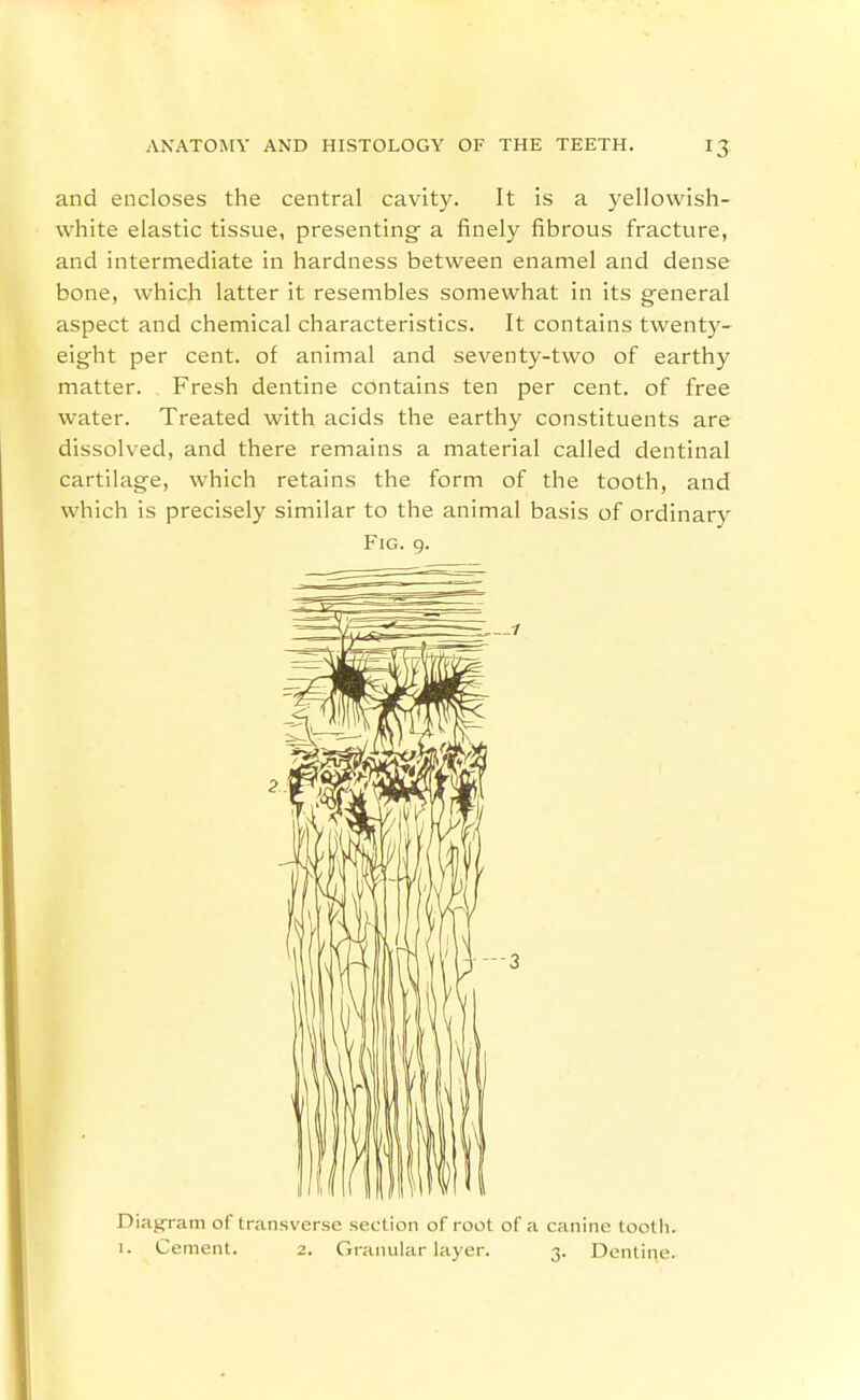 and encloses the central cavity. It is a yellowish- white elastic tissue, presenting a finely fibrous fracture, and intermediate in hardness between enamel and dense bone, which latter it resembles somewhat in its general aspect and chemical characteristics. It contains twenty- eight per cent, of animal and seventy-two of earthy matter. Fresh dentine contains ten per cent, of free water. Treated with acids the earthy constituents are dissolved, and there remains a material called dentinal cartilage, which retains the form of the tooth, and which is precisely similar to the animal basis of ordinary Fig. 9. Diagram of transverse section of root of a canine tooth. 1. Cement. 2. Granular layer. 3. Dentine.