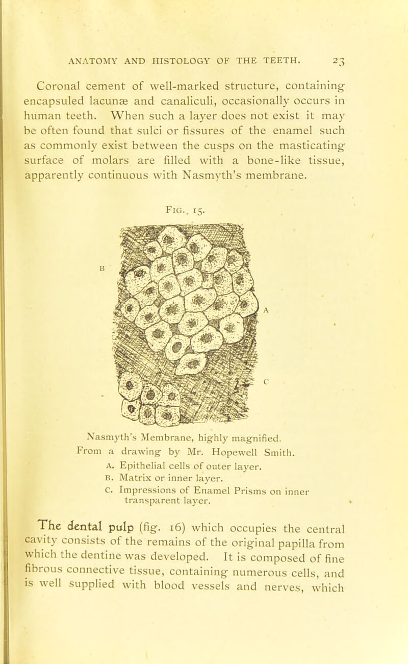 Coronal cement of well-marked structure, containing encapsuled lacunee and canaliculi, occasionally occurs in human teeth. When such a layer does not exist it may be often found that sulci or fissures of the enamel such as commonly exist between the cusps on the masticating surface of molars are filled with a bone-like tissue, apparently continuous with Nasmyth's membrane. Fig.. 15. Nasmyth's Membrane, highly magnified. From a drawing by Mr. Hopewell Smith. A. Epithelial cells of outer layer. B. Matrix or inner layer. c. Impressions of Enamel Prisms on inner transparent layer. The dental pulp (fig. 16) which occupies the central cavity consists of the remains of the original papilla from which the dentine was developed. It is composed of fine fibrous connective tissue, containing numerous cells, and IS well supplied with blood vessels and nerves, which