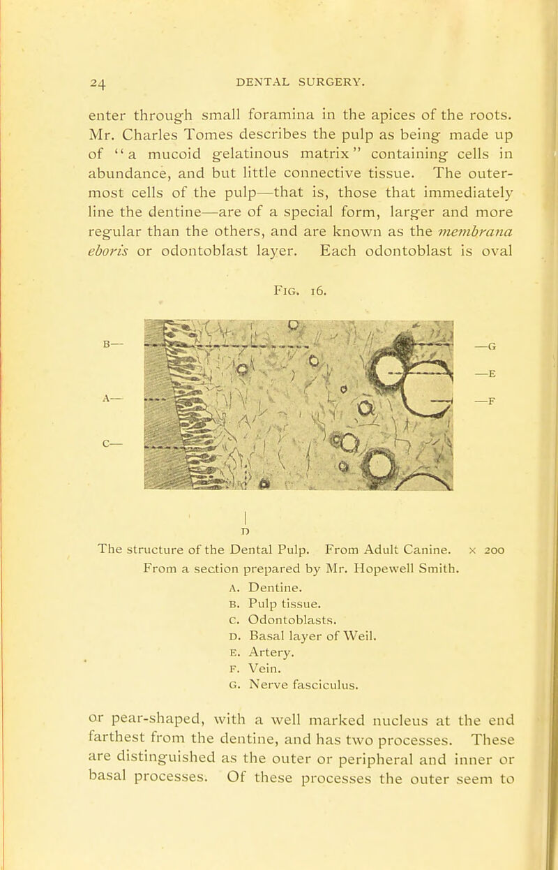 enter through small foramina in the apices of the roots. Mr. Charles Tomes describes the pulp as being made up of a mucoid gelatinous matrix containing cells in abundance, and but little connective tissue. The outer- most cells of the pulp—that is, those that immediately line the dentine—are of a special form, larger and more regular than the others, and are known as the membrana eboris or odontoblast layer. Each odontoblast is oval Fig. 16. I n The structure of the Dental Pulp. From Adult Canine. x 200 From a section prepared by Mr. Hopewell Smith. A. Dentine. B. Pulp tissue. c. Odontoblasts. D. Basal layer of Weil. E. Artery. F. Vein. G. Nerve fasciculus. or pear-shaped, with a well marked nucleus at the end farthest from the dentine, and has two processes. These are distinguished as the outer or peripheral and inner or basal processes. Of these processes the outer seem to