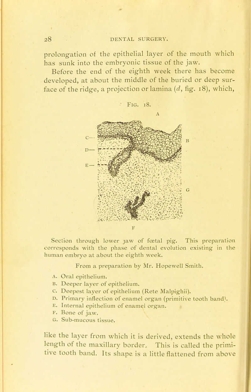 prolongation of the epithelial layer of the mouth which has sunk into the embryonic tissue of the jaw. Before the end of the eighth week there has become developed, at about the middle of the buried or deep sur- face of the ridge, a projection or lamina {d, fig. i8), which, Fig. i8. A Section through lower jaw of foetal pig. This preparation corresponds with the phase of dental evolution existing in the human embryo at about the eighth week. From a preparation by Mr. Hopewell Smith. A. Oral epithelium. B. Deeper layer of epithelium. C. Deepest layer of epithelium (Rete Malpighii). D. Primary inflection of enamel organ (primitive tooth band}. E. Internal epithelium of enamel organ. F. Bone of jaw. G. Sub-mucous tissue. like the layer from which it is derived, extends the whole length of the maxillary border. This is called the primi- tive tooth band. Its shape is a little flattened from above