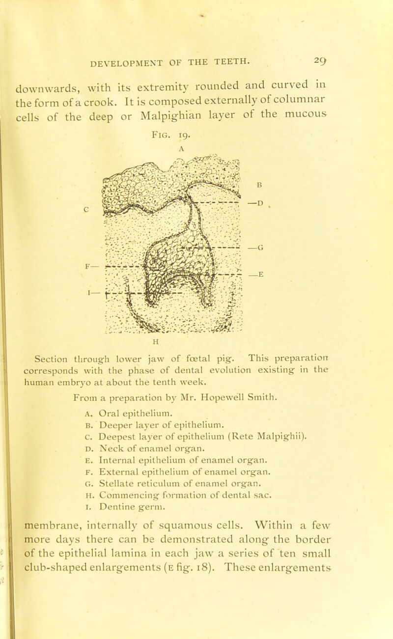 downwards, with its extremity rounded and curved in the form of a crook. It is composed externally of columnar cells of the deep or Malpighian layer of the mucous Fig. 19. A H Section tliroug-h lower jaw of foetal pig-. This preparation corresponds with the phase of dental evolution existing- in the human embryo at about the tenth week. From a preparation by Mr. Hopewell Smith. A. Oral epithelium. B. Deeper layer of epithelium. c. Deepest layer of epithelium (Rete Malpighii). D. Neck of enamel organ. E. Internal epithelium of enamel organ. F. External epitlielium of enamel organ. G. Stellate reticulum of enamel organ. H. Commencing formation of dental sac. I. Dentine germ. membrane, internally of squamous cells. Within a few more days there can be demonstrated along the border of the epithelial lamina in each jaw a series of ten small club-shaped enlargements (e fig. 18). These enlargements