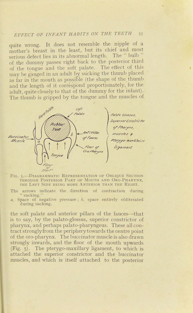 quite wrong. It does not resemble the nipple of a mother's breast in the least, but its chief and most serious defect lies in its abnormal length. The  bulb  of the dummy passes right back to the posterior third of the tongue and the soft palate. The effect of this may be gauged in an adult by sucking the thumb placed as far in the mouth as possible (the shape of the thumb and the length of it correspond proportionately, for the adult, quite closely to that of the dummy for the infant). The thumb is gripped by the tongue and the muscles of /'fer/yo - msndibulr.r Fig. 5.—Diagrammatic Representation of Oblique Section THROUGH Posterior Part of Mouth and Oro-Pharynx, the Left Side being more Anterior than the Right. The arrows indicate the direction of contraction during  sucking. a. Space of negative pressure; h, space entirely obliterated during sucking. the soft palate and anterior pillars of the fauces—that is to say, by the palato-glossus, superior constrictor of pharynx, and perhaps palato-pharyngeus. These all con- tract stronglyfrom the periphery towards the centre point of the oro-pharynx. The buccinator muscle is also drawn strongly inwards, and the floor of the mouth upwards (Fig. 5). The pterygo-maxillary ligament, to which is attached the superior constrictor and the buccinator muscles, and which is itself attached to the posterior