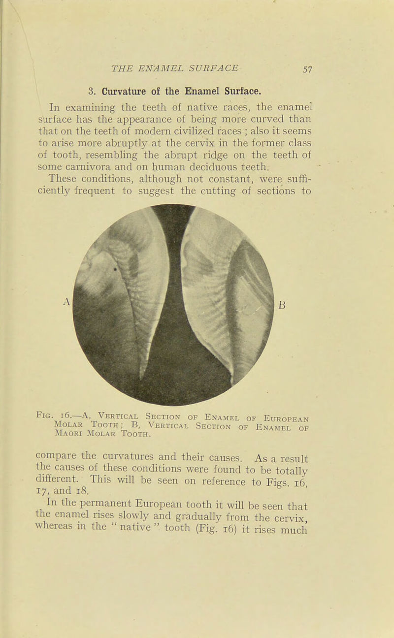 3. Curvature of the Enamel Surface. In examining the teeth of native races, the enamel surface has the appearance of being more curved than that on the teeth of modern civilized races ; also it seems to arise more abruptly at the cervix in the former class of tooth, resembling the abrupt ridge on the teeth of some carnivora and on human deciduous teeth. These conditions, although not constant, were suffi- ciently frequent to suggest the cutting of sections to Fig. i6.—A, Vertical Section of Enamel of European Molar Tooth; B, Vertical Section of Enamel of Maori Molar Tooth. compare the curvatures and their causes. As a result the causes of these conditions M'ere found to be totally different. This will be seen on reference to Figs 16 17, and 18. 5 • ' In the permanent European tooth it will be seen that the enamel rises slowly and gradually from the cervix whereas in the  native  tooth (Fig. 16) it rises much