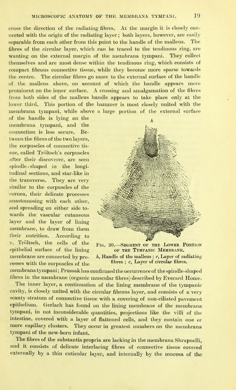 cross the direction of the radiating fibres. At the margin it is closely con- nected with the origin of the radiating layer; both layers, however, are easily separable from each other from this point to the handle of the malleus. The libres of tlie circular layer, which can be traced to the tendinous ring, are wanting on the external margin of tlie membrana tympani. They collect themselves and are most dense within the tendinous ring, which consists of compact fibrous connective tissue, while they become more sparse towards the centre. The circular fibres go more to the external sin-face of the handle of the malleus above, on account of which the handle appears more prominent on the imier surface. A crossing and amalgamation of the fibres from both sides of the malleus handle appears to take place only at the lower third. This portion of the hammer is most closely united with the membrana tympani, while above a large portion of the external surface of the handle is lying on the laembraiia tympani, and the connection is less secure. Be- tween the fibres of the two layers, the corpuscles of connective tis- sue, called Trultsch's corpuscles after their discoverer, are seen spmdle - shaped in the longi- tudinal sections, and star-like in the transverse. They are very similar to the corpuscles of the cornea, their delicate processes anastomosing with each other, and spreaduig on either side to- wards the vascular cutaneous layer and the layer of lining membrane, to draw from them their nutrition. According to V. Trfjltsch, the ceUs of the y^^^ 20.—Segment of the Lowek Portion epithelial surface of the lining of the Tympanic Membrane. membrane are connected by pro- h, Handle of the malleus ; r, Layer of radiating cesses with the corpuscles of the ^^^^ ' ^''y^ °^ circular fibres, membrana tympani; Prussak has confirmed the occurrence of the spindle-shaped libres in the membrane (organic muscular fibres) described by Everard Home. The inner layer, a continuation of the lining membrane of the tympanic cavity, is closely united with the circular fibrous layer, and consists of a very scanty stratum of connective tissue with a covering of non-ciliated pavement epithelium. Gerlach has found on the Uning membrane of the membrana tympani, in not inconsiderable quantities, projections like the villi of the intestine, covered with a layer of flattened cells, and they contain one oi- more capillary clusters. They occur in greatest numbers on the membrana tympani of the new-born infant. The fibres of the substantia propria are lacking in the membrana Shrapnelli, 4ind it consists of delicate interlacing fibres of connective tissue covered ■externally by a thin cuticular layer, and internally by the mucosa of the