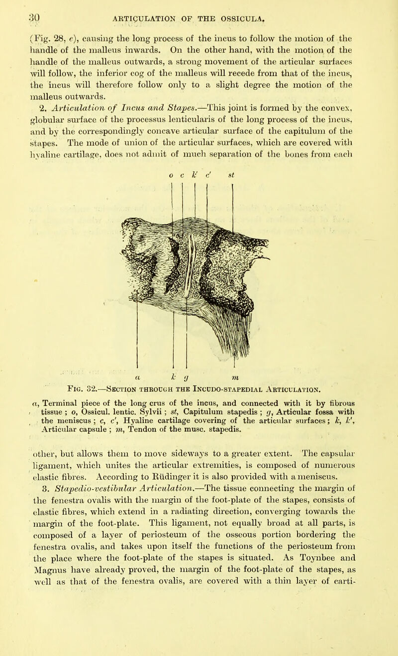 (Fig. 28, c), causing the long process of the incus to follow the motion of the handle of the malleus inwards. On the other hand, with the motion of the liandle of the malleus outwards, a strong movement of the articular surfaces will follow, the inferior cog of the malleus wiU recede from that of the incus, the incus wiU therefore follow only to a slight degree the motion of the malleus outwards. 2. Articulation of Incus and Stapes.—This joint is formed by the convex, globular surface of the processus lenticularis of the long process of the incus, and by the correspondinglii' concave articular siu-face of the capitulum of the stapes. The mode of union of the articular surfaces, which are covered with hyaline cartilage, does not admit of much separation of the bones from each o c k' c' ft a I ij m Fig. 32.—Section thboogh the Incddo-st.\pedial Aeticulai ion. a, Terminal piece of the long cms of the incus, and connected with it by fibrous tissue ; o, Ossicul. lentic. Sylvii; st, Capitulum stapedis ; g, Articular fossa with the meniscus ; c, c', Hyaline cartilage covering of the articular surfaces; k, k', Articular capsule ; m, Tendon of the muse, stapedis. Other, but allows them to move sideways to a greater extent. The capsular ligament, which unites the articular extremities, is composed of numerous elastic fibres. According to Eiidinger it is also provided with a meniscus. 3. Stapedio-vestihiilar Articulation.—The tissue connecting ihe margin of the fenestra ovalis with the margin of the foot-plate of the stapes, consists of elastic fibres, which extend in a radiating direction, converging towards the margin of the foot-plate. This ligament, not equally broad at aU parts, is composed of a layer of periosteum of the osseous portion bordering the fenestra ovahs, and takes upon itself the functions of the periosteum from the place where the foot-plate of the stapes is situated. As Toynbee and Magnus have already proved, the margin of the foot-plate of the stapes, as well as that of the fenestra ovalis, are covered witli a thin layer of carti-