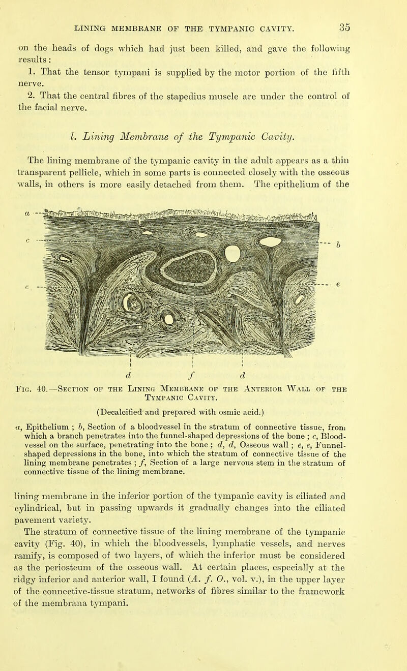 on the heads of dogs which had just been killed, and gave the following results: 1. That the tensor tynipani is supplied by the motor portion of the lifth nerve. 2. That the central fibres of the stapedius nmscle are under the control of the facial nerve. I. Lining Memhrane of the Tympanic Cavitij, The luaing membrane of the tympanic cavity in the adult appears as a thin transparent pellicle, which in some parts is connected closely with the osseous walls, in others is more easily detached from them. The epithelium of the h e I I ' d f d Yia. 40.—Section of the Lining Membrane of the Anterior Wall op the Tympanic Cavity. (Decalcified and prepared with osmic acid.) fl, Epithelium ; h, Section of a bloodvessel in the stratum of connective tissue, from which a branch penetrates into the funnel-shaped depressions of the bone ; c, Blood- vessel on the surface, penetrating into the bone ; d, d. Osseous wall ; e, e, Funnel- shaped depressions in the bone, into which the stratum of connective tissue of the lining membrane penetrates ; f. Section of a large nervous stem in the stratum of connective tissue of the lining membrane. lining membrane in the inferior portion of the tympanic cavity is ciliated and cylindrical, but in passing upwards it gradually changes into the ciliated pavement variety. The stratmn of connective tissue of the lining membrane of the tympanic cavity (Fig. 40), in which the bloodvessels, lymphatic vessels, and nerves ramify, is composed of two layers, of which the inferior must be considered as the periosteum of the osseous wall. At certain places, especially at the ridgy inferior and anterior wall, I found (^1. /. 0., vol. v.), in the upper layer of the connective-tissue stratum, networks of fibres similar to the framework of the membrana tympani.