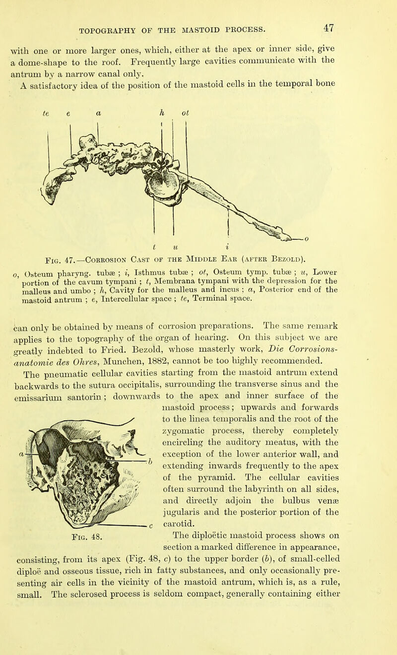 with one or more larger ones, which, either at the apex or inner side, give a dome-shape to the roof. Frequently large cavities comumnicate with the antrum by a narrow canal only. A satisfactory idea of the position of the mastoid cells in the temporal bone te e a h ot u i Fig. 47.—Corkosion Cast of the Middle Ear (after Bezold). I Osteum pharyng. tubse ; i, Isthmus tubas ; ot, Osteum tymp. tubse ; «, Lower ' portion of the cavum tympani ; t, Membrana tympani with the depression for the malleus and umbo ; h, Cavity for the malleus and incus : a, Posterior end of the mastoid antrum ; e, Intercelhilar space ; te, Terminal space. can only be obtamed by means of corrosion preparations. The same remark appUes to the topography of the organ of hearing. On this subject we are greatly indebted to Fried. Bezold, whose masterly work. Die Corrosions- anatomie des Ohres, Munchen, 1882, cannot be too highly recommended. The pneumatic cellular cavities starting from the mastoid antrum extend backwards to the sutm-a occipitalis, sm-rounding the transverse sinus and the emissarium santorin; downwards to the apex and inner siu'face of the mastoid process; upwards and forwards to the linea temporalis and the root of the zygomatic process, thereby completely encircling the auditory meatus, with the exception of the lower anterior wall, and extending inwards frequently to the apex of the pyramid. The cellular cavities often sm-round the labyrinth on all sides, and du-ectly adjoin the bulbus vense jugularis and the posterior portion of the carotid. The diploetic mastoid process shows on section a marked difference in appearance, consisting, from its apex (Fig. 48, c) to the upper border (&), of small-celled diploe and osseous tissue, rich in fatty substances, and only occasionally pre- senting air cells in the vicinity of the mastoid antrum, which is, as a rule, small. The sclerosed process is seldom compact, generally containing either Fig