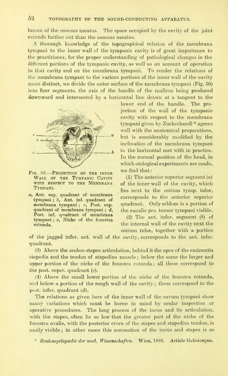 luiuen of the osseous meatus. The space occupied by the cavity of the joint extends farther out than the osseous meatus. A thorough knowledge of the topograpliical rehition of the membrana tympani to the inner wall of the tympanic cavity is of great importance to the practitioner, for the proper understanding of pathological changes in the different portions of the tympanic cavity, as well as on account of operation iti that cavity and on the membrana tympani. To render the relations of the membrana tympani to the various portions of the inner wall of the cavity more distinct, we divide the outer surface of the membrana tympani (Fig. 56) into fom- segments, the axis of the handle of the malleus being produced downward and intersected by a horizontal line drawn at a tangent to the lower end of the handle. The pro- jection of the wall of the tjT3ipamc cavity with respect to the membrana tympani given by Zuckerkandl * agrees well with the anatomical preparations, but is considerably modified by the inclination of the membrana tympani to the horizontal met with, in practice. In the normal position of the head, in which otological experiments are made, we find that: (1) The anterior superior segment (a) of the inner wall of the cavity, which lies next to the ostiiun tymp. tubse, corresponds to the anterior superior quadrant. Only seldom is a portion of the canaUs pro. tensor tympani visible. (2) The ant. infer, segment (b) of the internal wall of the ca\'ity next the ostium tubae, together with a portion of the jagged infer, ant. wall of the cavity, corresponds to the ant. infer, quadrant. (3) Above the ambos-stapes articulation, behind it the apex of the eminentia stapedia and the tendon of stapedius muscle; below the same the larger and upper portion of the niche of the fenestra rotunda; all these correspond to the post, super, quadi-ant (c). (4) Above the small lower portion of the niche of the fenestra rotunda, and below a portion of the rough wall of the cavity ; these correspond to the post, infer, quadrant (d). The relations as given here of the inner wall of the cavum tympani show many variations which must be borne in mind by ocular inspection or operative procediures. The long process of the incus and its articulation, with the stapes, often lie so low that the greater part of the niche of the fenestra ovahs, with the posterior crura of the stapes and stapedius tendon, is easily visible; in other cases this connection of the incus and stapes is so * Realencyclopddie der mud.. Wissenschaflm. Wien, 1866. Article Gehorcrijan. Fro. .56.—Projection of the inner Wall of the Tympanic Cavity WITH RESPECT TO THE MeMBRANA Tympani. a, Ant. sup. quadrant of membrana tympani; b, Ant. inf. quadrant of membrana tympani ; c. Post. sup. quadrant of membrana tympani ; rf. Post. inf. quadrant of membrana tympani; e. Niche of the fenestra rotunda.