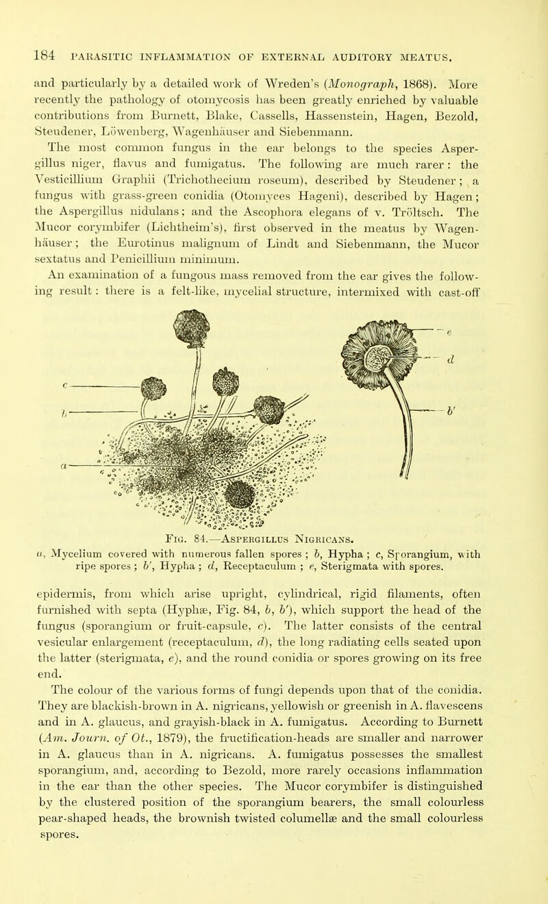 and particularly by a detailed work of Wreden's (Monograph, 1868). More recently the pathology of otomycosis has been greatly enriched by valuable contributions from Burnett, Blake, Cassells, Hassenstein, Hagen, Bezold, yteudeuer, Liiwenberg, Wagenhiiuser and yiebemnann. The most common fungus in the ear belongs to the species Asper- gillus niger, flavus and fumigatus. The following are much rarer: the Vesticillium Graphii (Trichotheciuin roseum), described by Steudener; a fungus with grass-green conidia (Otoniyces Hageni), described by Hagen; the Aspergillus nidulans; and the Ascopliora elegans of v. Troltsch. The Mucor corymbifer (Lichtheini's), first observed in the meatus by Wagen- hiiuser ; the Em-otinus niahguum of Lindt and Siebenmann, the Mucor sextatus and Penicillium minuuuiu. An exammation of a fungous mass removed from the ear gives the follow- ing result: there is a felt-like, mycehal structure, intermixed with cast-off !, a- Fig. 84.—Aspergillus Nigricans. «, Mycelium covered with numerous fallen spores ; h, Hypha ; c, Sporangium, w ith ripe spores ; h\ Hypha ; d, Receptaculuin ; e, Sterigmata with spores. epidermis, from which arise upright, cyhndi-ical, rigid filaments, often furnished with septa (Hyphae, Fig. 84, b, h'), which support the head of the fungus (sporangimn or fruit-capsule, c). The latter consists of the central vesicular enlargement (receptaculum, d), the long radiating cells seated upon the latter (.sterigmata, e), and the round conidia or spores growing on its free end. The colour of the various forms of fungi depends upon that of the conidia. They are blackish-brown in A. nigricans, yellowish or greenish in A. flavescens and in A. glaucus, and grayish-black in A. fumigatus. According to Burnett {Am. Journ. of Ot., 1879), the fructification-heads are smaller and narrower in A. glaucus than in A. nigricans. A. fumigatus possesses the smallest sporangium, and, according to Bezold, more rarely occasions inflammation in the ear than the other species. The Mucor corymbifer is distinguished by the clustered position of the sporangium bearers, the small colourless pear-shaped heads, the brownish twisted columellse and the small colourless spores.