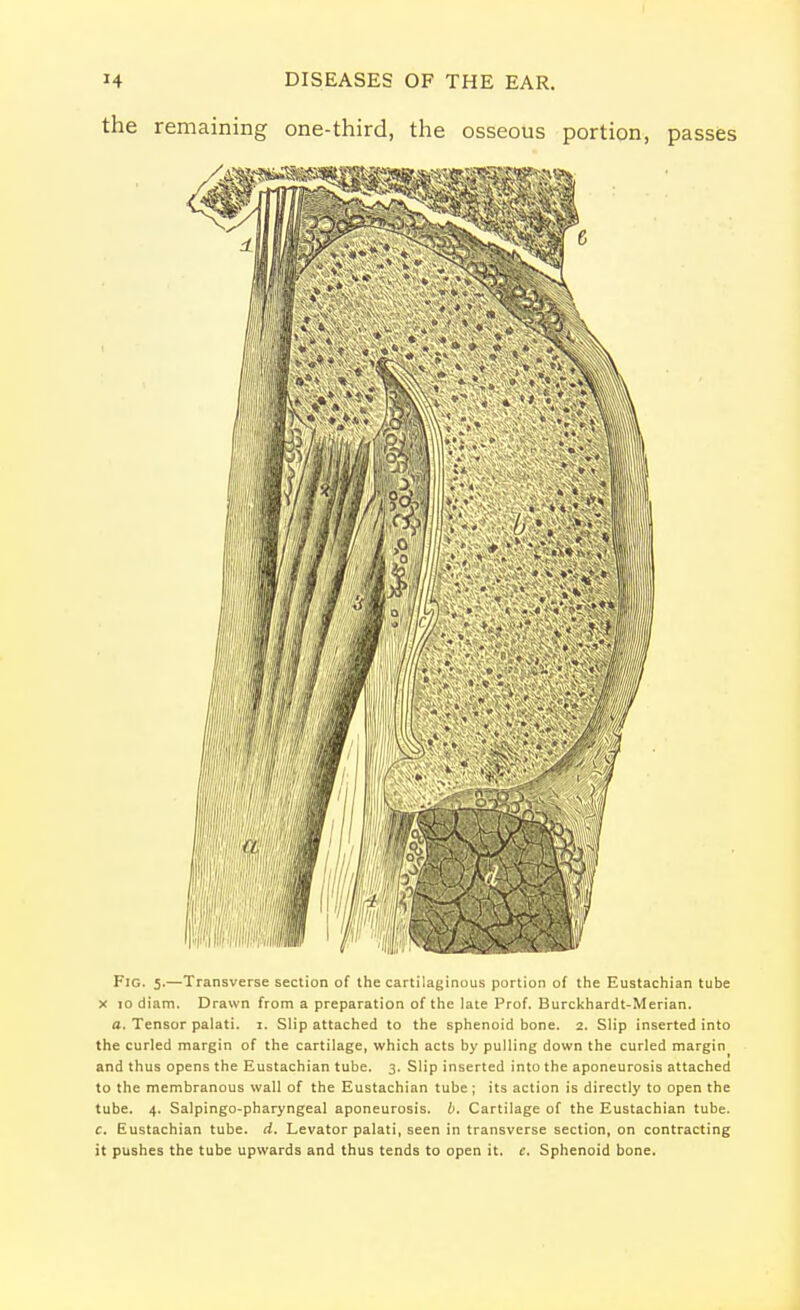 the remaining one-third, the osseous portion, passes Fig. 5.—Transverse section of the cartilaginous portion of the Eustachian tube X jo diam. Drawn from a preparation of the late Prof. Burckhardt-Merian. a. Tensor palati. x. Slip attached to the sphenoid bone. 2. Slip inserted into the curled margin of the cartilage, which acts by pulling down the curled margin and thus opens the Eustachian tube. 3. Slip inserted into the aponeurosis attached to the membranous wall of the Eustachian tube ; its action is directly to open the tube. 4. Salpingopharyngeal aponeurosis, b. Cartilage of the Eustachian tube. c. Eustachian tube. d. Levator palati, seen in transverse section, on contracting it pushes the tube upwards and thus tends to open it. c. Sphenoid bone.