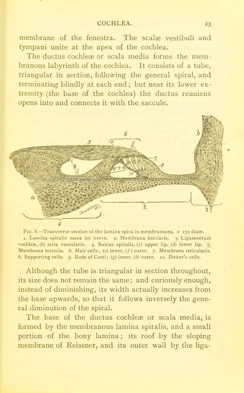 COCHLEA. membrane of the fenestra. The scalae vestibuli and tympani unite at the apex of the cochlea. The ductus cochleae or scala media forms the mem - branous labyrinth of the cochlea. It consists of a tube, triangular in section, following the general spiral, and terminating blindly at each end; but near its lower ex- tremity (the base of the cochlea) the ductus reuniens opens into and connects it with the saccule. 3 Fig. 8.—Transverse section of the lamina spira is membranacea, x 150 diam. 1. Lamina spiralis ossea (a) nerve. 2. Membrana basilaris. 3. Ligamentum cochlea?, (6) stria vascularis. 4. Sulcus spiralis, (c) upper lip, (rf) lower lip. 5. Membrana tectoria. 6. Hair cells ; (e) inner, (/) outer. 7. Membrana reticularis. 8. Supporting cells, g. KodsofCorti; (g) inner, (/i) outer. 10. Deiter's cells. Although the tube is triangular in section throughout, its size does not remain the same; and curiously enough, instead of diminishing, its width actually increases from the base upwards, so that it follows inversely the gene- ral diminution of the spiral. The base of the ductus cochleae or scala media, is formed by the membranous lamina spiralis, and a small portion of the bony lamina ; its roof by the sloping membrane of Reissner, and its outer wall by the liga-