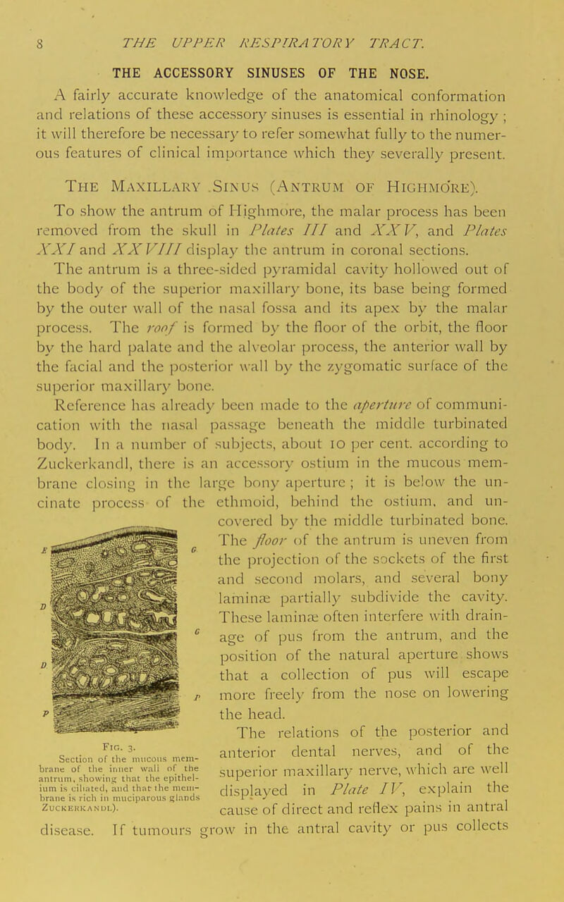 THE ACCESSORY SINUSES OF THE NOSE. A fairly accurate knowledge of the anatomical conformation and relations of these accessory sinuses is essential in rhinology ; it will therefore be necessary to refer somewhat fully to the numer- ous features of clinical importance which the}' severally present. The Maxillary .Sinus (Antrum of Highmo're). To show the antrum of Highmore, the malar process has been removed from the skull in Plates III and XXV, and Plates A''AV and A'A'F///display' the antrum in coronal sections. The antrum is a three-sided pyramidal cavit}' hollowed out of the body of the superior maxillary bone, its base being formed by the outer wall of the nasal fossa and its apex by the malar process. The roof is formed by the floor of the orbit, the floor by the hard palate and the alveolar process, the anterior wall by the facial and the posterior wall by the zygomatic surface of the superior maxillary bone. Reference has already been made to the apet-ture of communi- cation with the nasal passage beneath the middle turbinated body. In a number of subjects, about lO per cent, according to Zuckerkandl, there is an accessory ostium in the mucous mem- brane closing in the large bony aperture ; it is below the un- cinate process of the ethmoid, behind the ostium, and un- covered b\- the middle turbinated bone. The Jloor of the antrum is uneven from the projection of the sockets of the first and .second molars, and several bony laminai partially subdivide the cavity. These lamina; often interfere with drain- age of pus from the antrum, and the position of the natural aperture shows that a collection of pus will escape more freely from the nose on lowering the head. The relations of the posterior and anterior dental nerves, and of the superior maxillary nerve, which are well displayed in Plate IV, explain the cause of direct and reflex pains in antral disease. If tumours grow in the antral cavity or pus collects Fig. 3. Suction of the mucous mem- brane of the inner wall n( the anlriim, showing that the epithel- ium is cihntcil, and thatlhe mem- brane is rich in ninciparons glands Zuckerkandl).