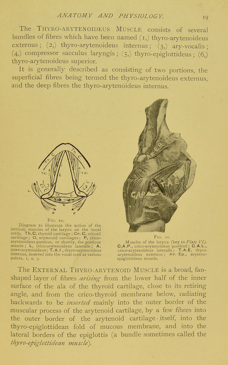 19 The Thvro-arytenoideus Muscle consists of several bundles of fibres which have been named (i,) thyro-arytenoideus externus; (2,) thyro-arytenoideus internus; (3,) ary-vocaHs; (4,) compressor sacculus laryngis ; (5,) thyro-epiglottideus ; (6,) thyro-arytenoideus superior. It is generally described as consisting of two portions, the superficial fibres being termed the thyro-arytenoideus externus, and the deep fibres the thyro-arytenoideus internus. p p Fig. 10. Diagram to illustrate the action of the intrinsic muscles of the laryn.\ on the vocal cords. Th.C, thyroid cartilage ; Or. C, cricoid cartilage ; O, arytenoid cartilages ; P, crico- arytenoideus posticus, or shortly, the posticus muscie; L, crico-arytenoideus lateralis; A, inter-arytenoideus ; T.A.I , thyro-arytenoideus internus, inserted into the vocal cord at various points, I, 2, 3. Fig. II. Muscles of the larynx (key to Plate VI). C.A.P., crico-arytenoideus posticus; C.A.L., crico-arytenoideus lateralis ; T.A.E, thyro- arytenoideus e.\ternus ; Ar. Ep., aryleno- epiglottideus muscle. The External Thyro-arytenoid Muscle is a broad, fan- shaped layer of fibres ai'ising from the lower half of the inner surface of the ala of the thyroid cartilage, close to its retiring angle, and from the crico-thyroid membrane below, radiating backwards to be inserted mainly into the outer border of the muscular process of the arytenoid cartilage, by a few fibres into the outer border of the arytenoid cartilage • itself, into the thyro-epiglottidean fold of mucous membrane, and into the lateral borders of the epiglottis (a bundle sometimes called the thyro-epiglottidean muscle).