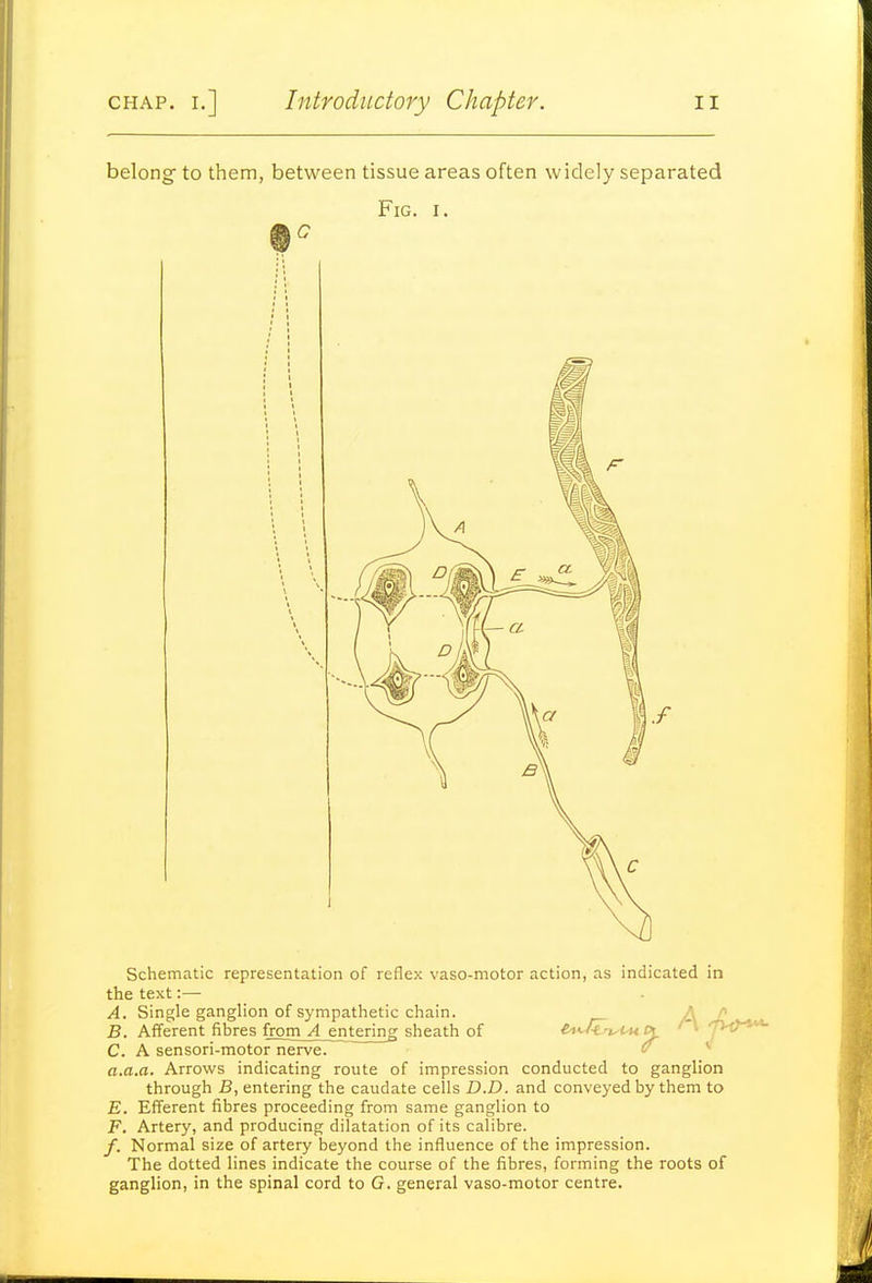 belong to them, between tissue areas often widely separated Fig. I. Schematic representation of reflex vaso-motor action, as indicated in the text :— A. Single ganglion of sympathetic chain. A J} B. Afferent fibres froin^^l_enterinD; sheath of e^'-Hn^tMPt ' » yVt^**^ C. A sensori-motor nerve. * a.a.a. Arrows indicating route of impression conducted to ganglion through B, entering the caudate cells D.D. and conveyed by them to E. Efferent fibres proceeding from same ganglion to F. Artery, and producing dilatation of its calibre. /. Normal size of artery beyond the influence of the impression. The dotted lines indicate the course of the fibres, forming the roots of ganglion, in the spinal cord to G. general vaso-motor centre.
